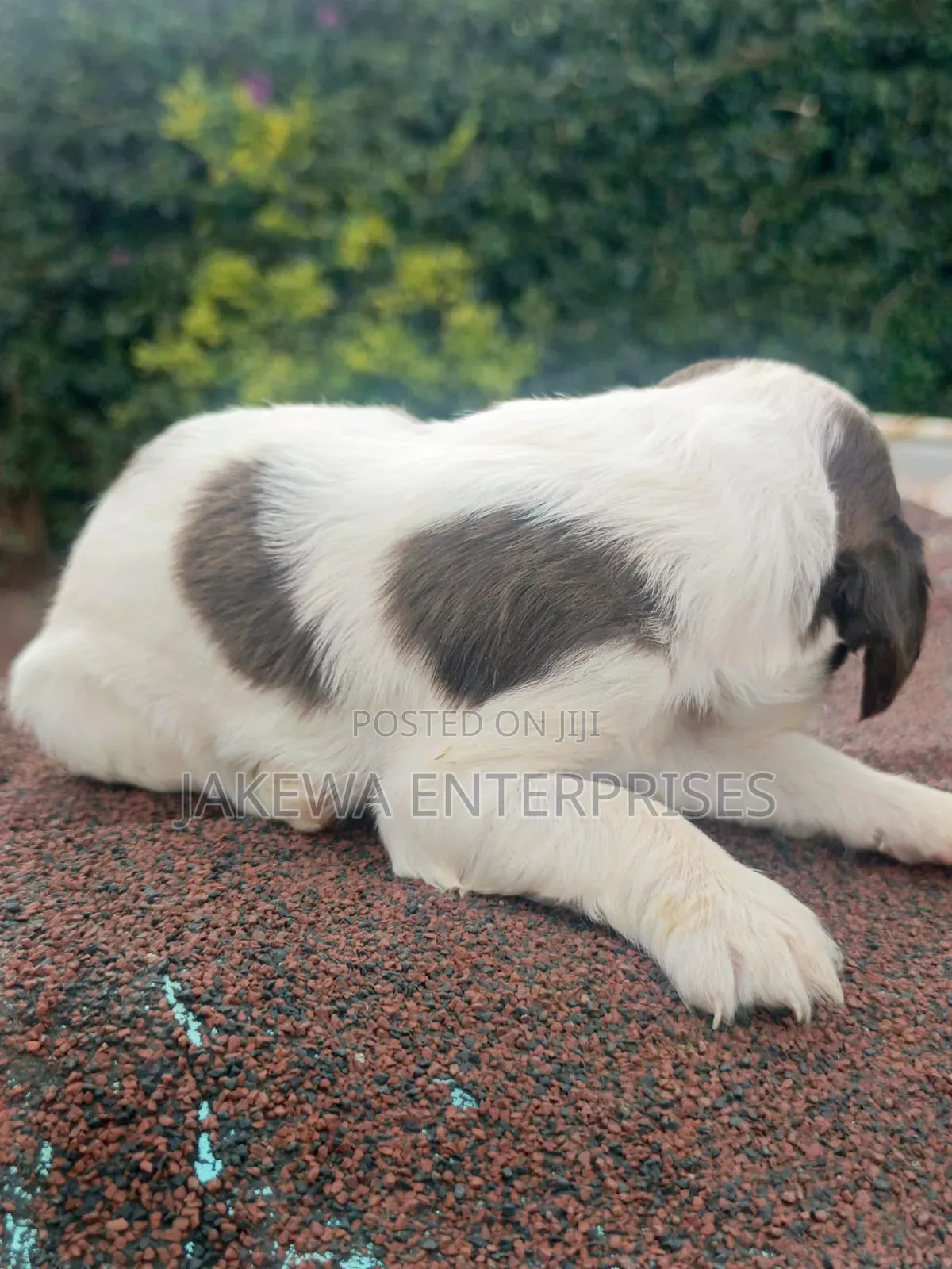 1-3 months Male Purebred English Springer Spaniel