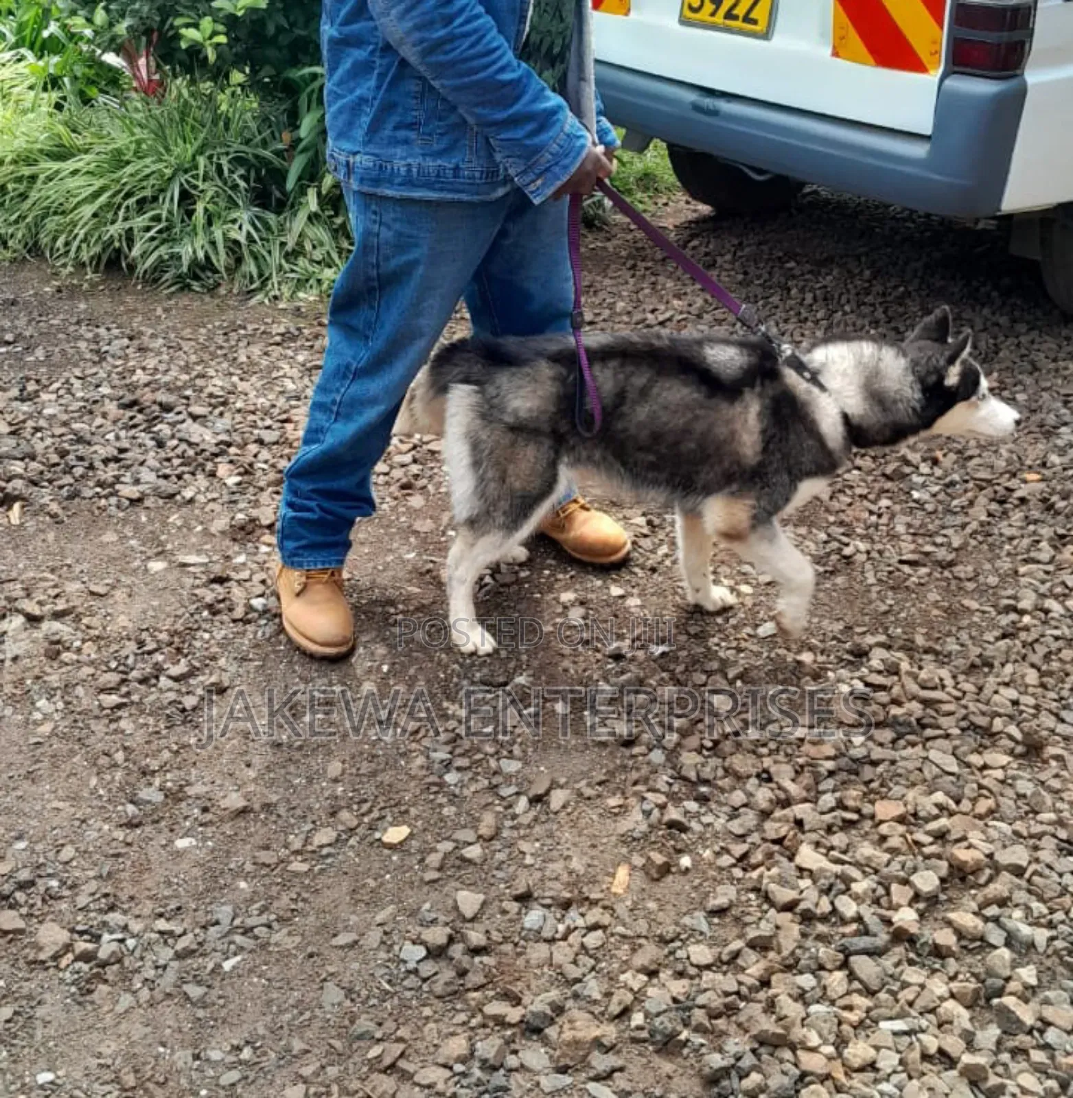 1+ year Female Purebred Siberian Husky