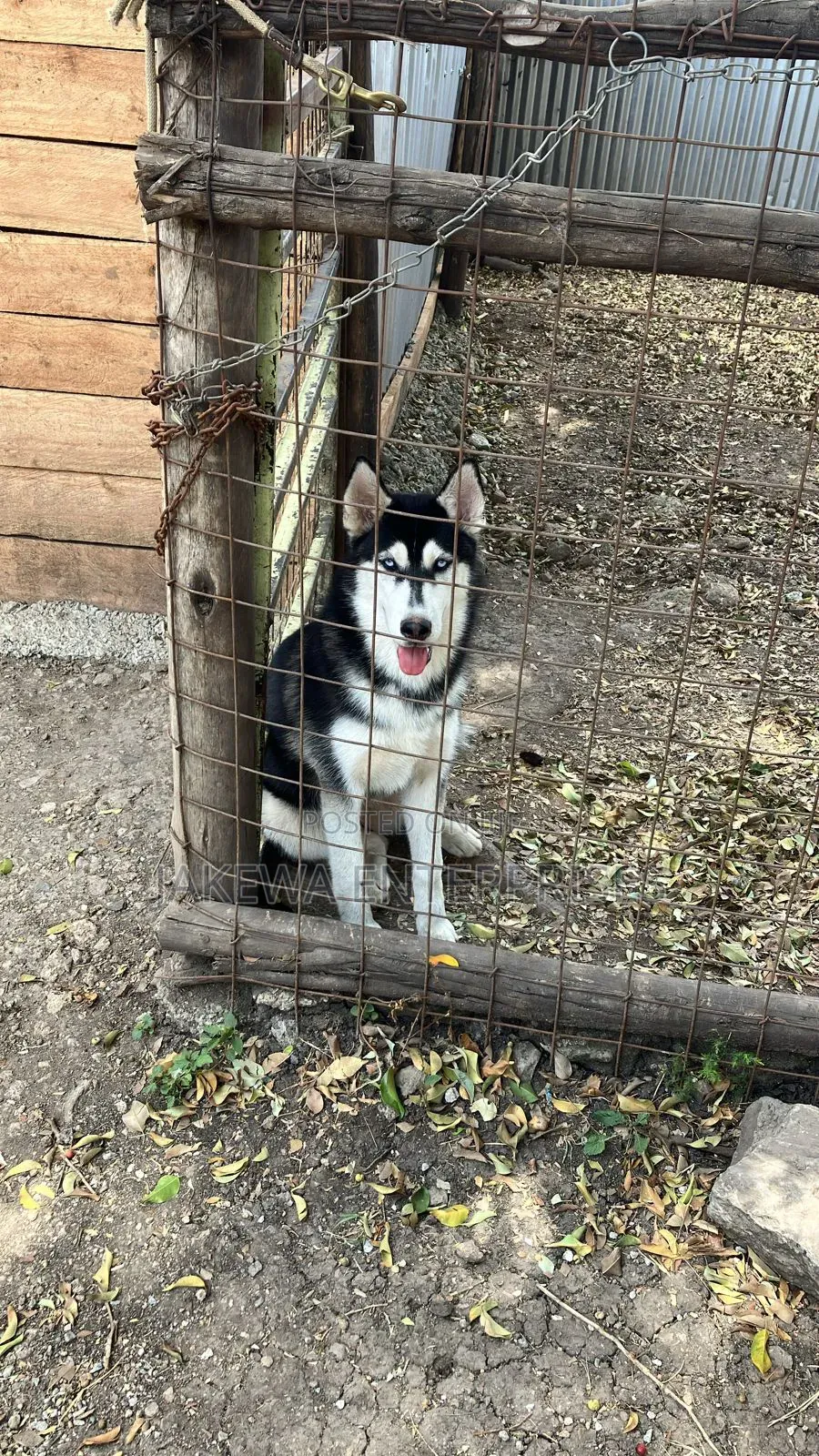 1+ year Male Purebred Siberian Husky