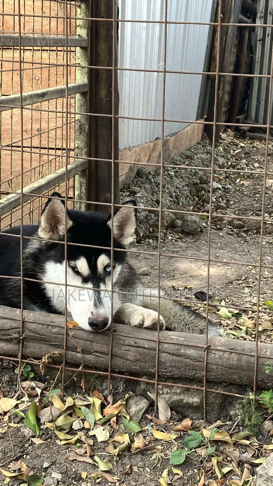 1+ year Male Purebred Siberian Husky
