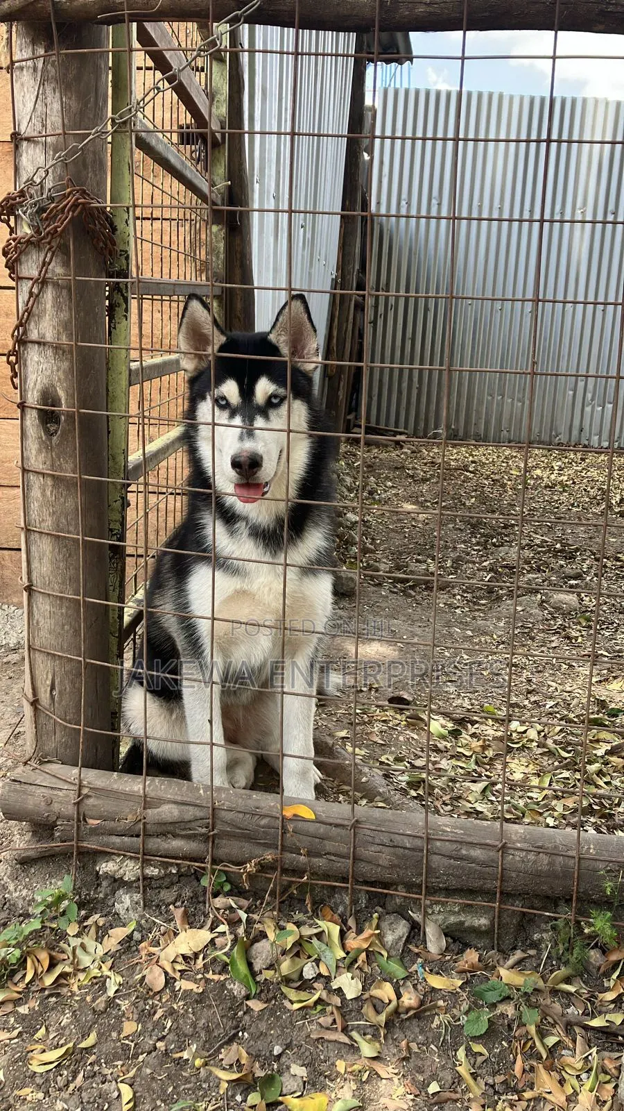 1+ year Male Purebred Siberian Husky