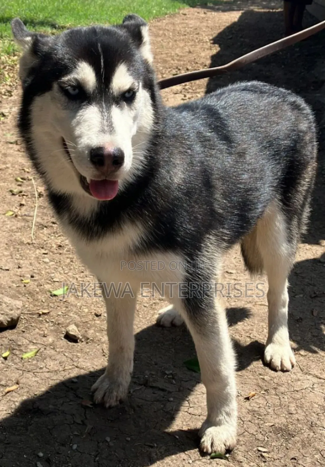 1+ year Female Purebred Siberian Husky