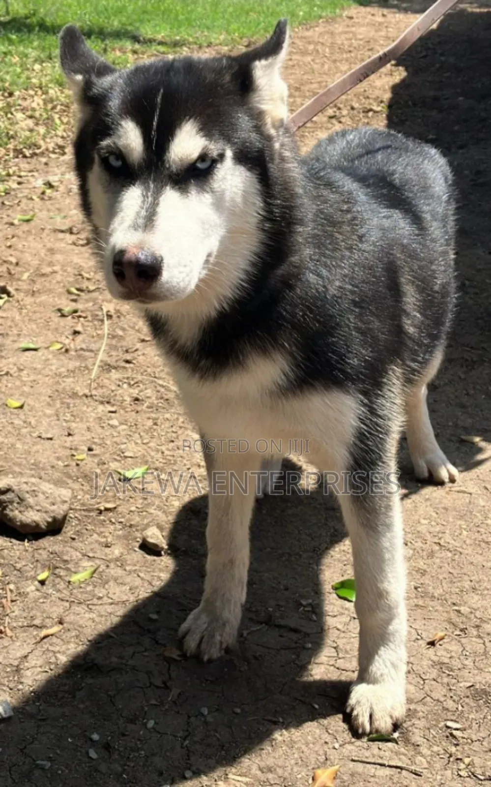 1+ year Female Purebred Siberian Husky
