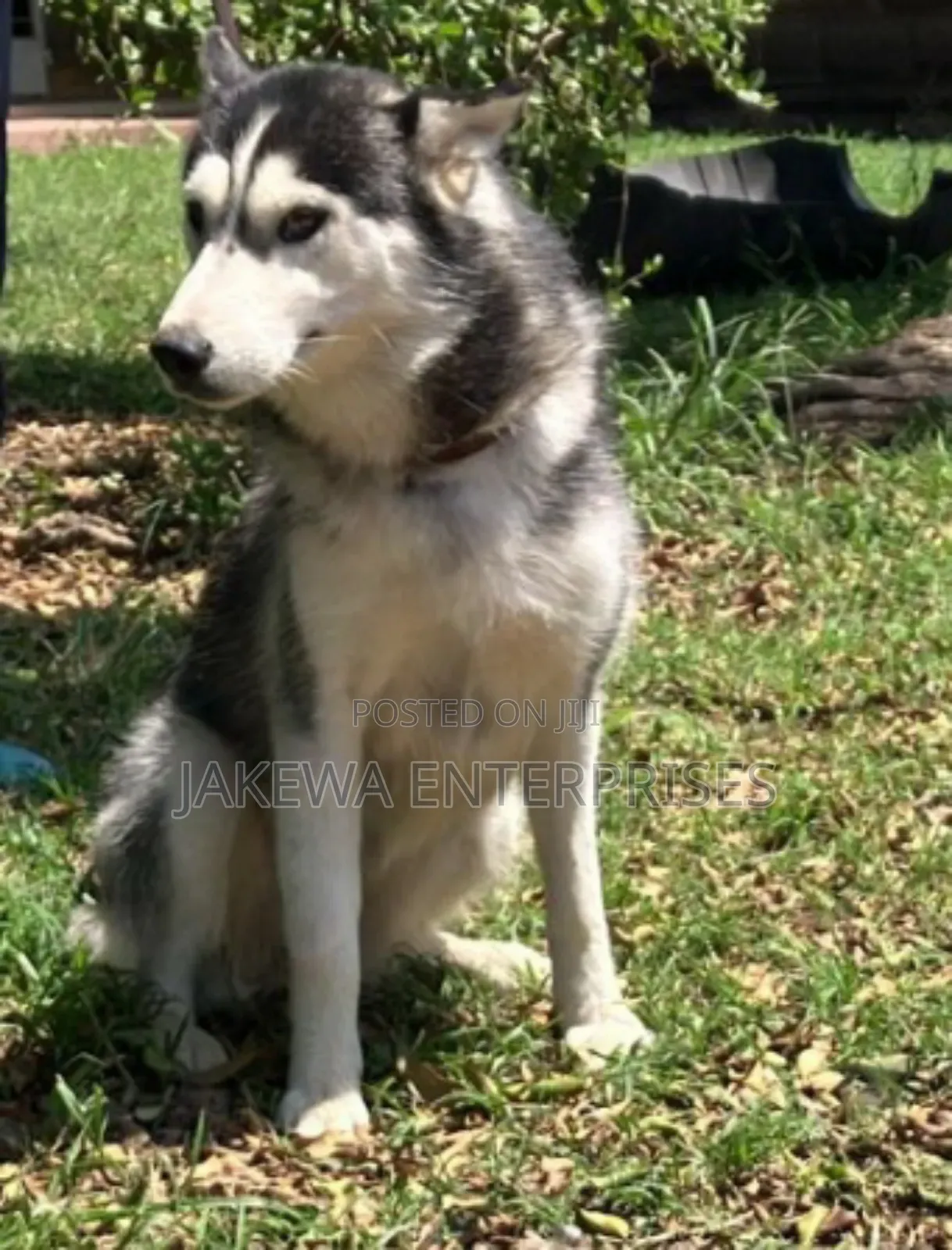 1+ year Female Purebred Siberian Husky