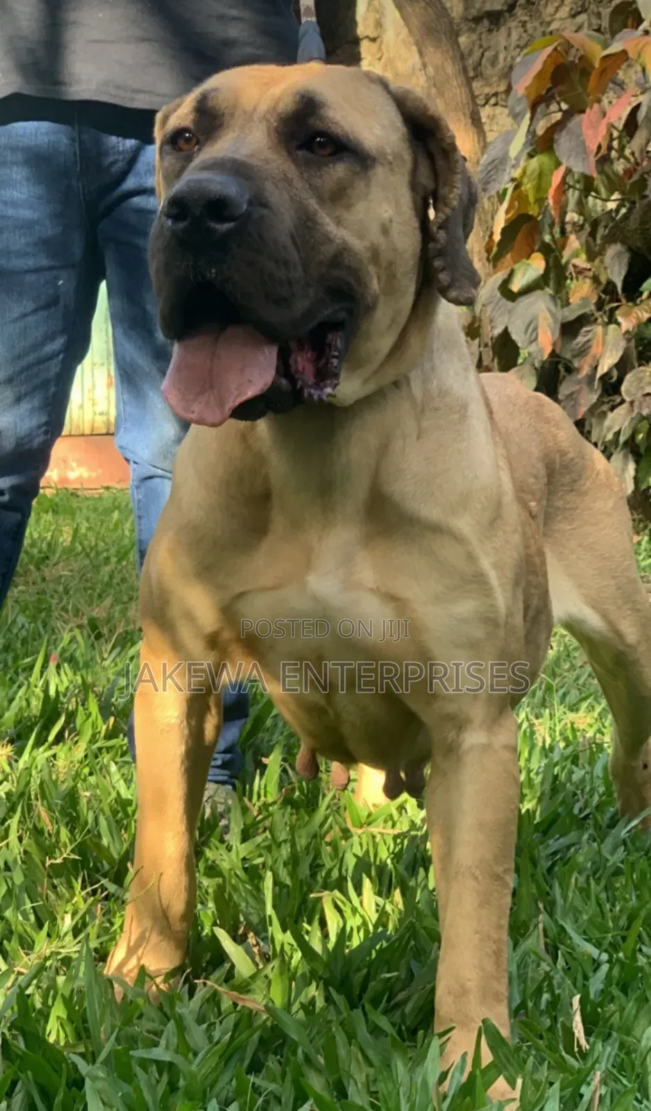 1+ year Female Purebred Boerboel