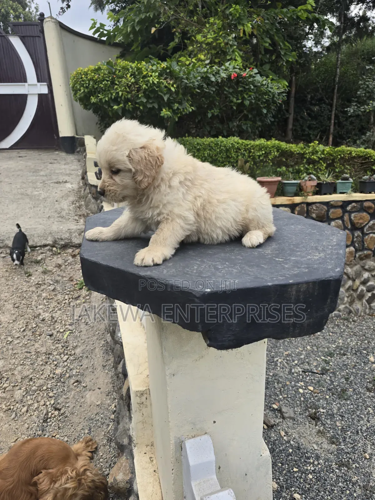 1-3 months Male Purebred Golden Retriever
