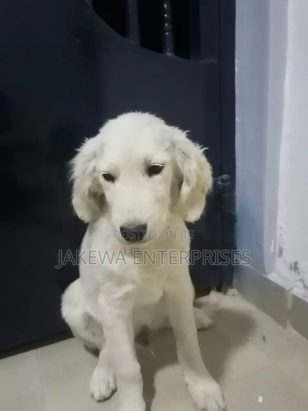 3-6 months Male Purebred Golden Retriever