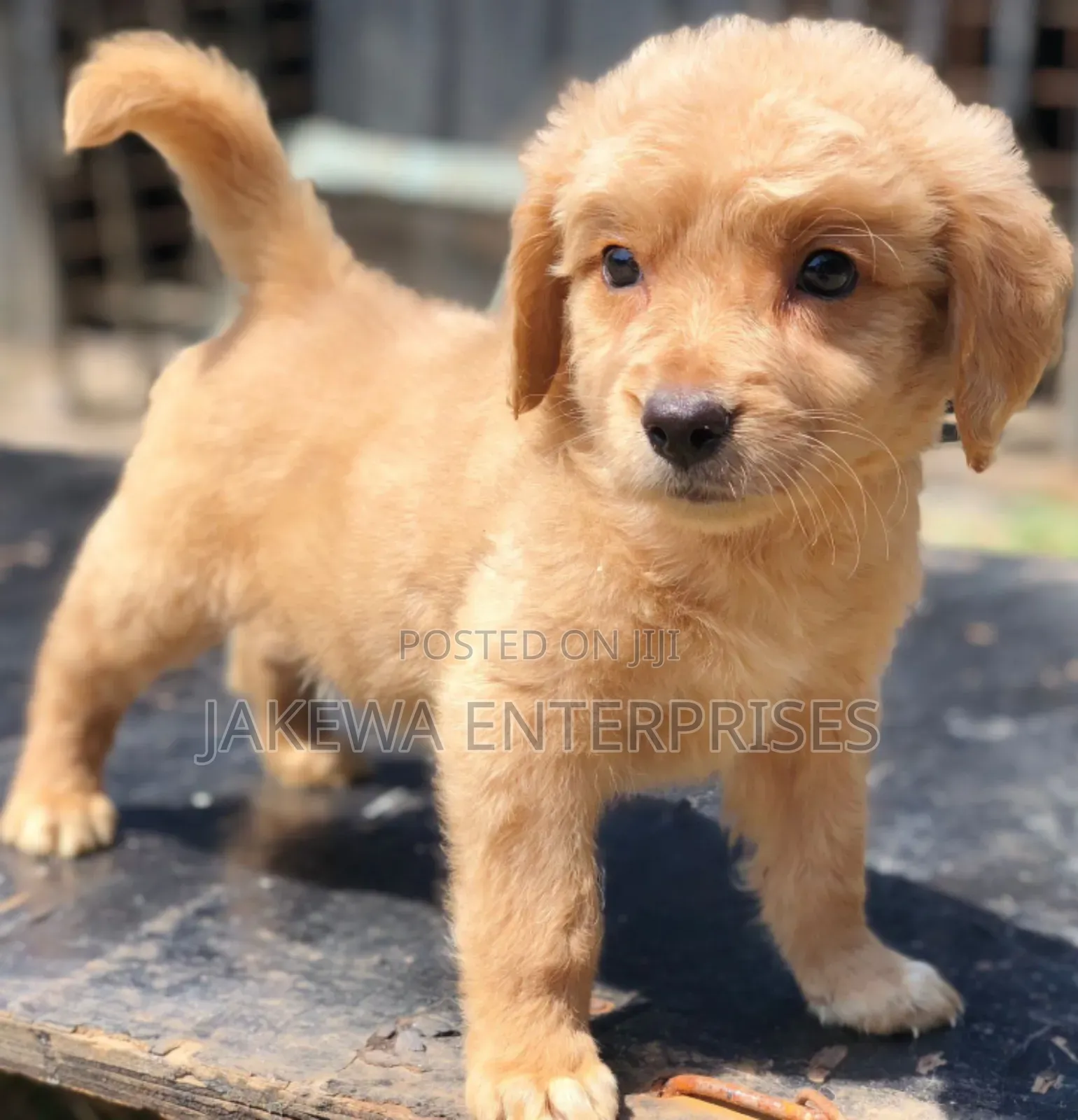 1-3 months Male Purebred Golden Retriever