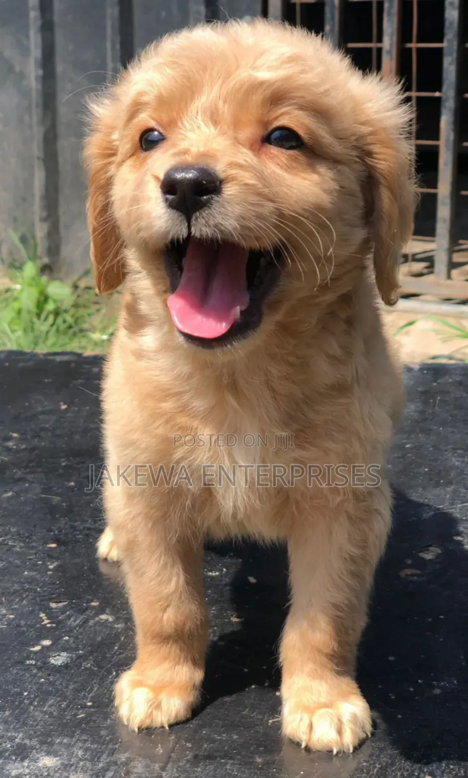 1-3 months Male Purebred Golden Retriever