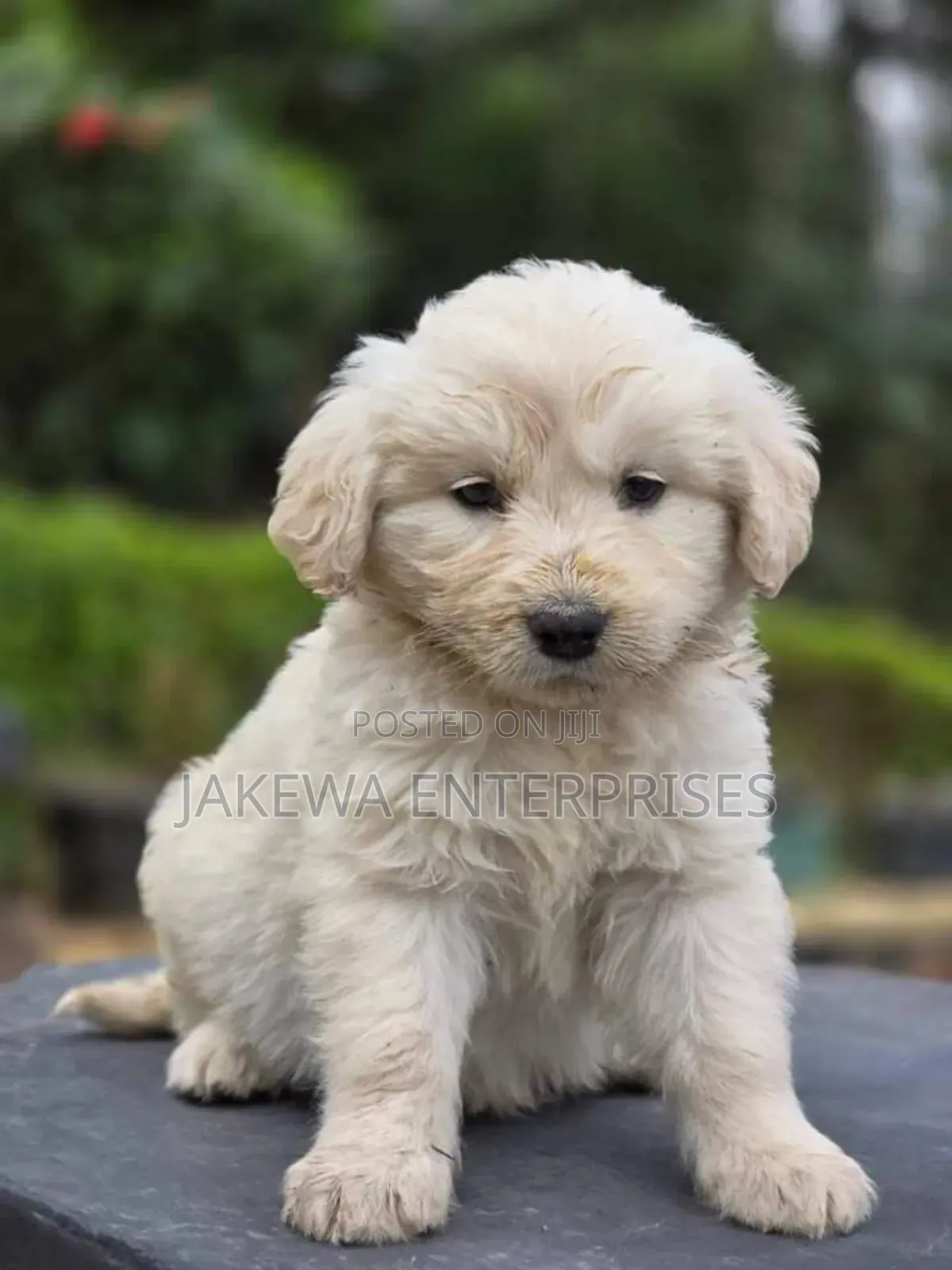 1-3 months Female Purebred Golden Retriever