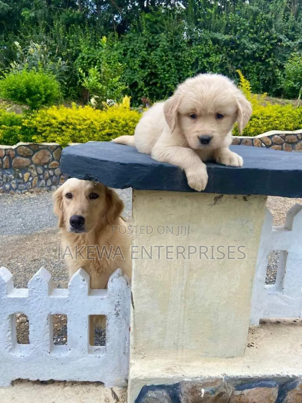 1-3 months Female Purebred Golden Retriever