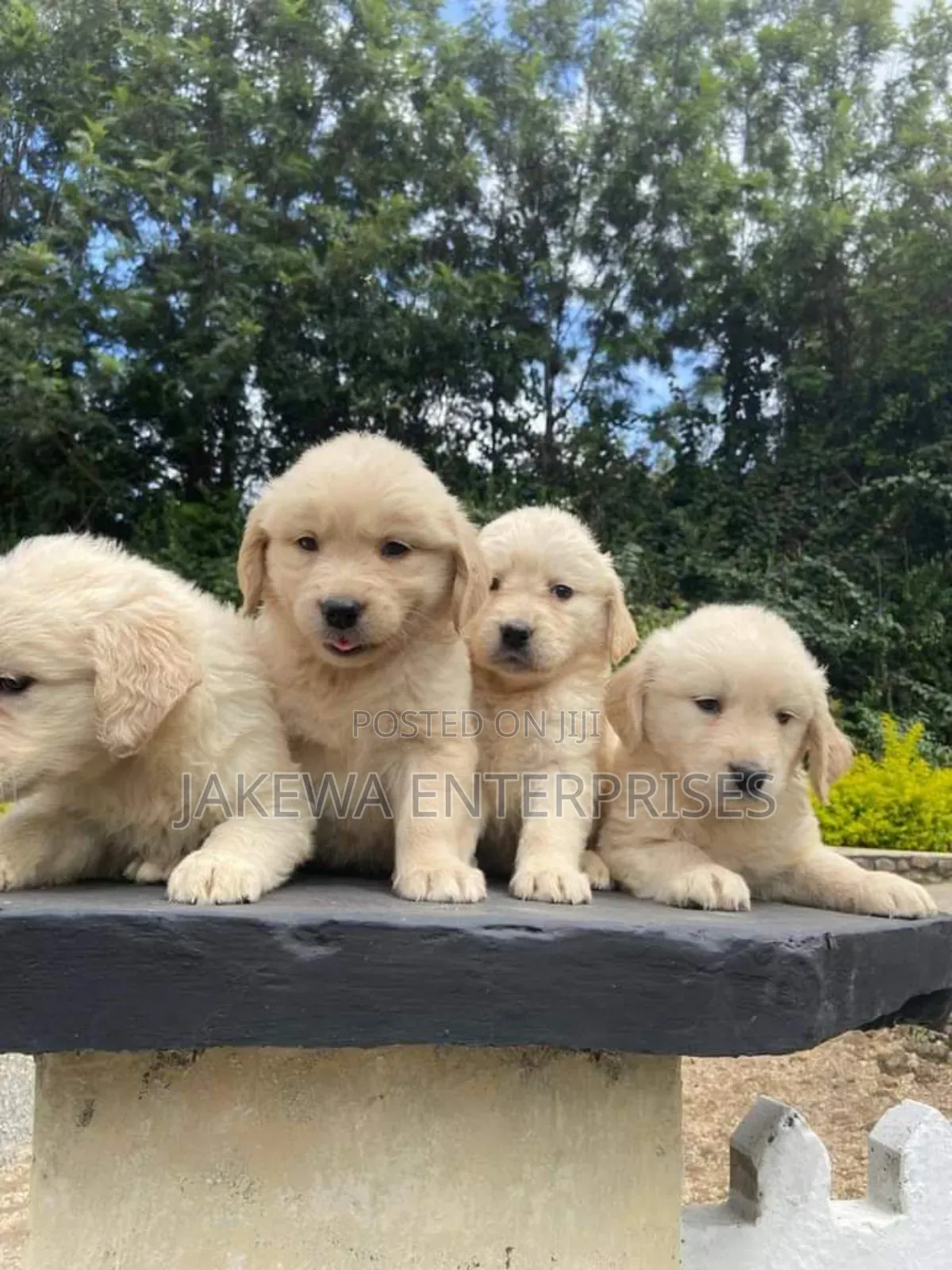 1-3 months Female Purebred Golden Retriever
