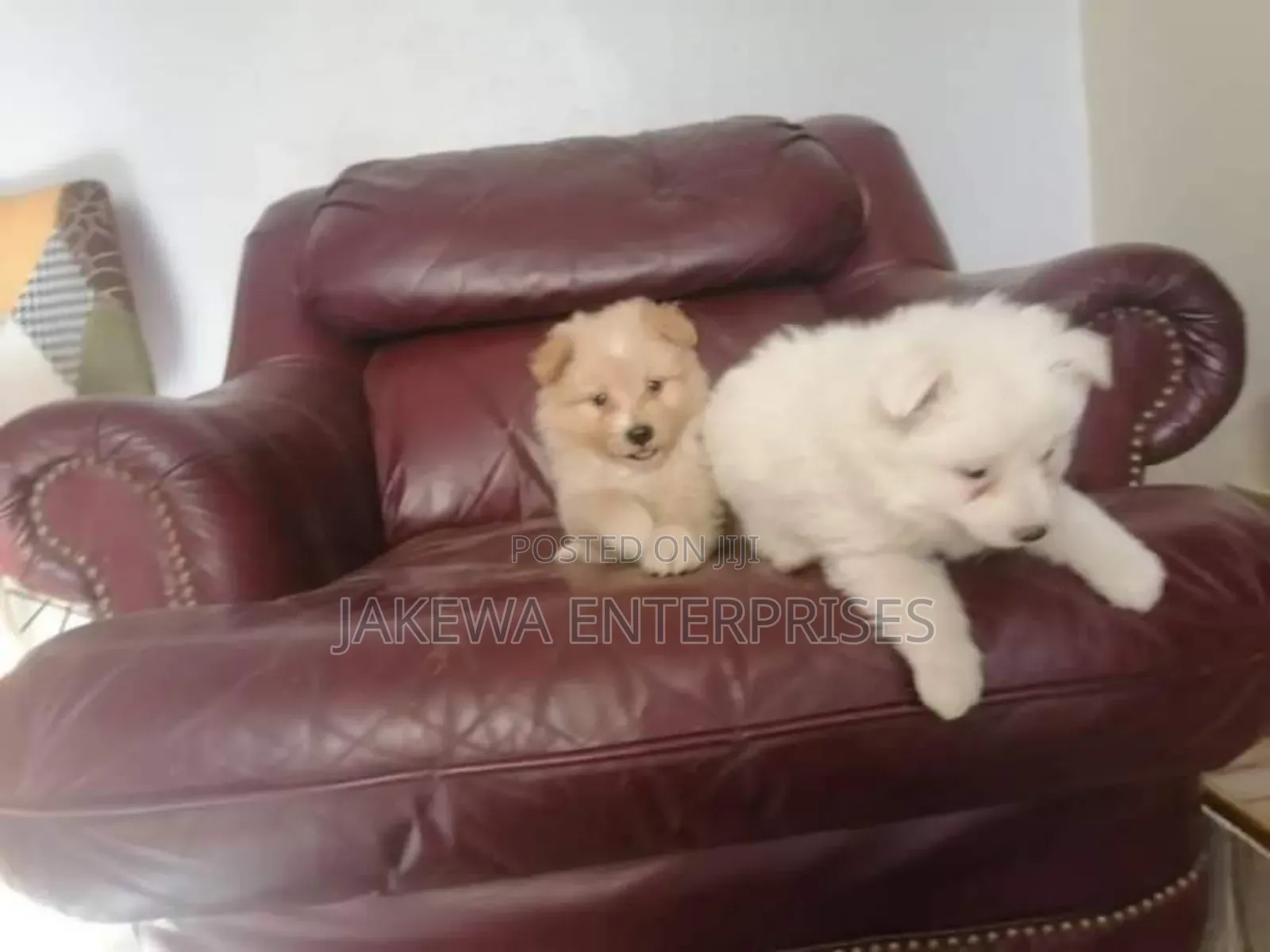 1-3 months Male Purebred Maltese