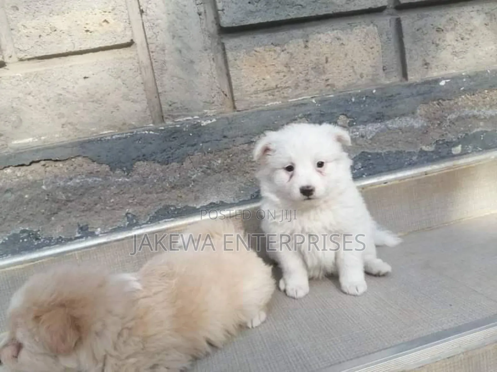 1-3 months Male Purebred Maltese
