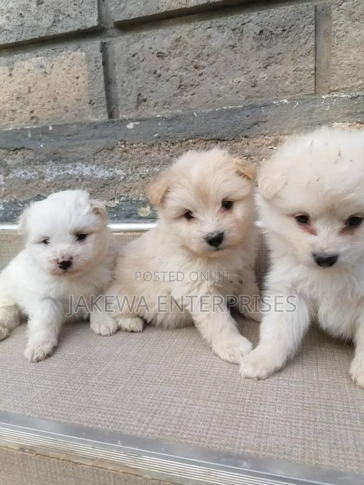 1-3 months Male Purebred Maltese