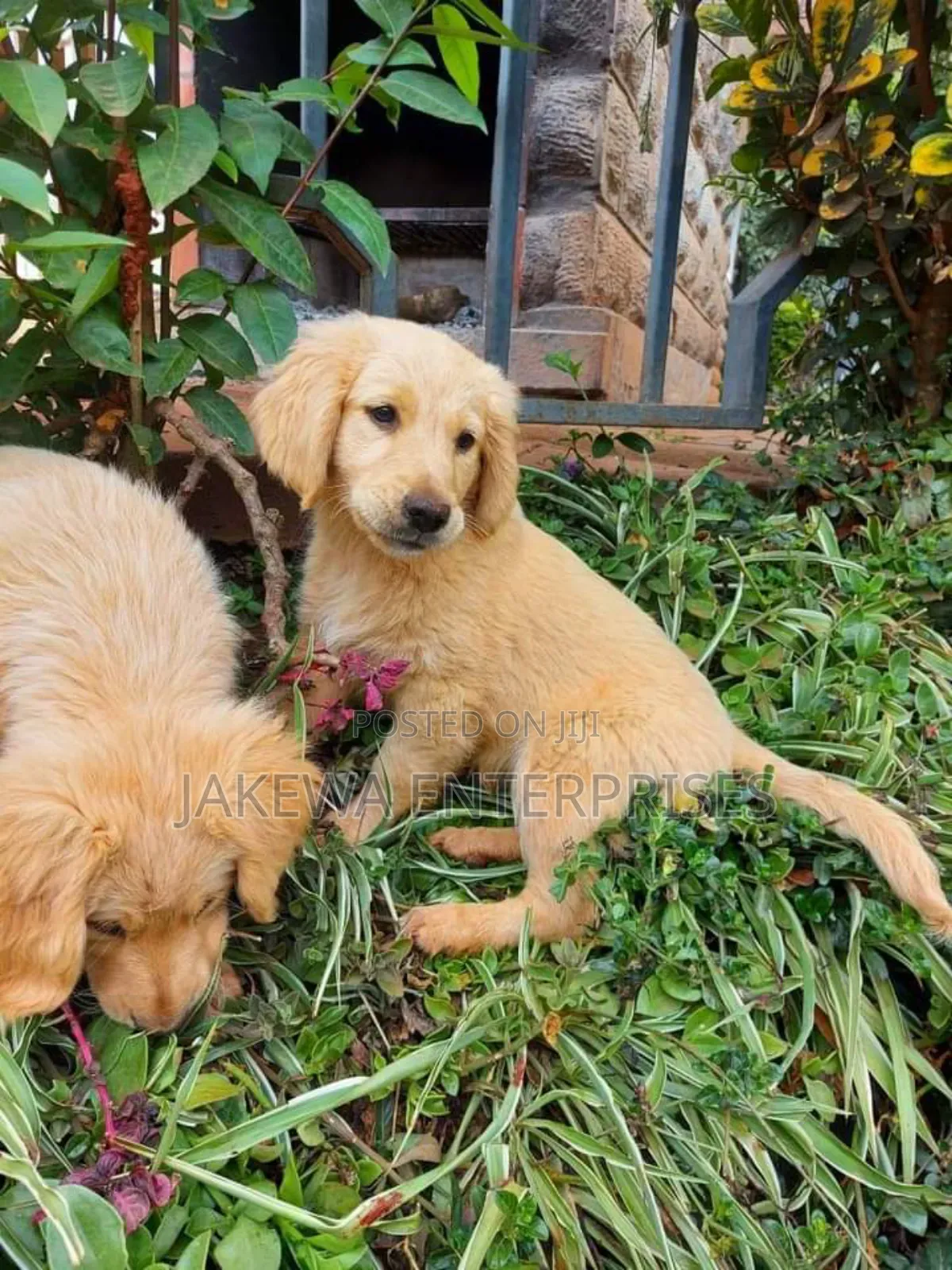 1-3 months Male Purebred Golden Retriever