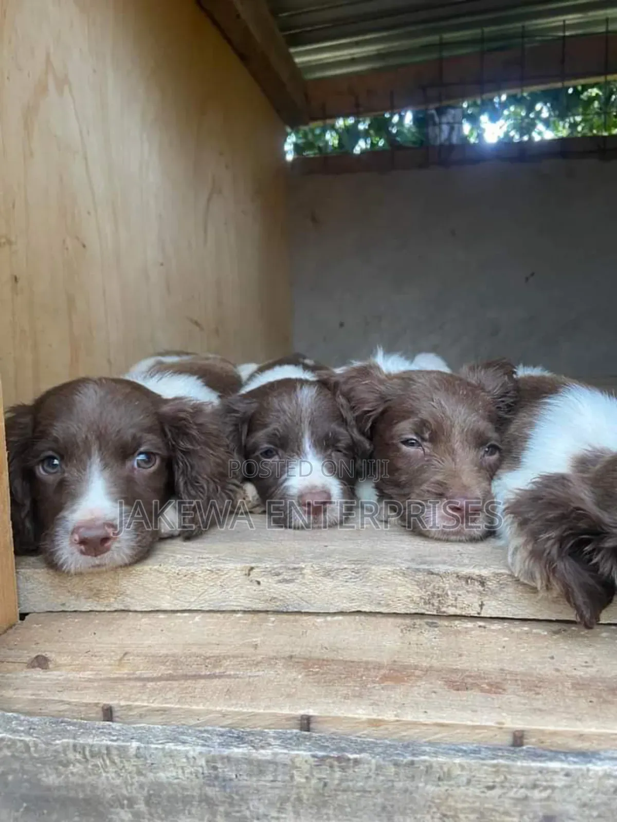 1-3 months Female Purebred English Springer Spaniel