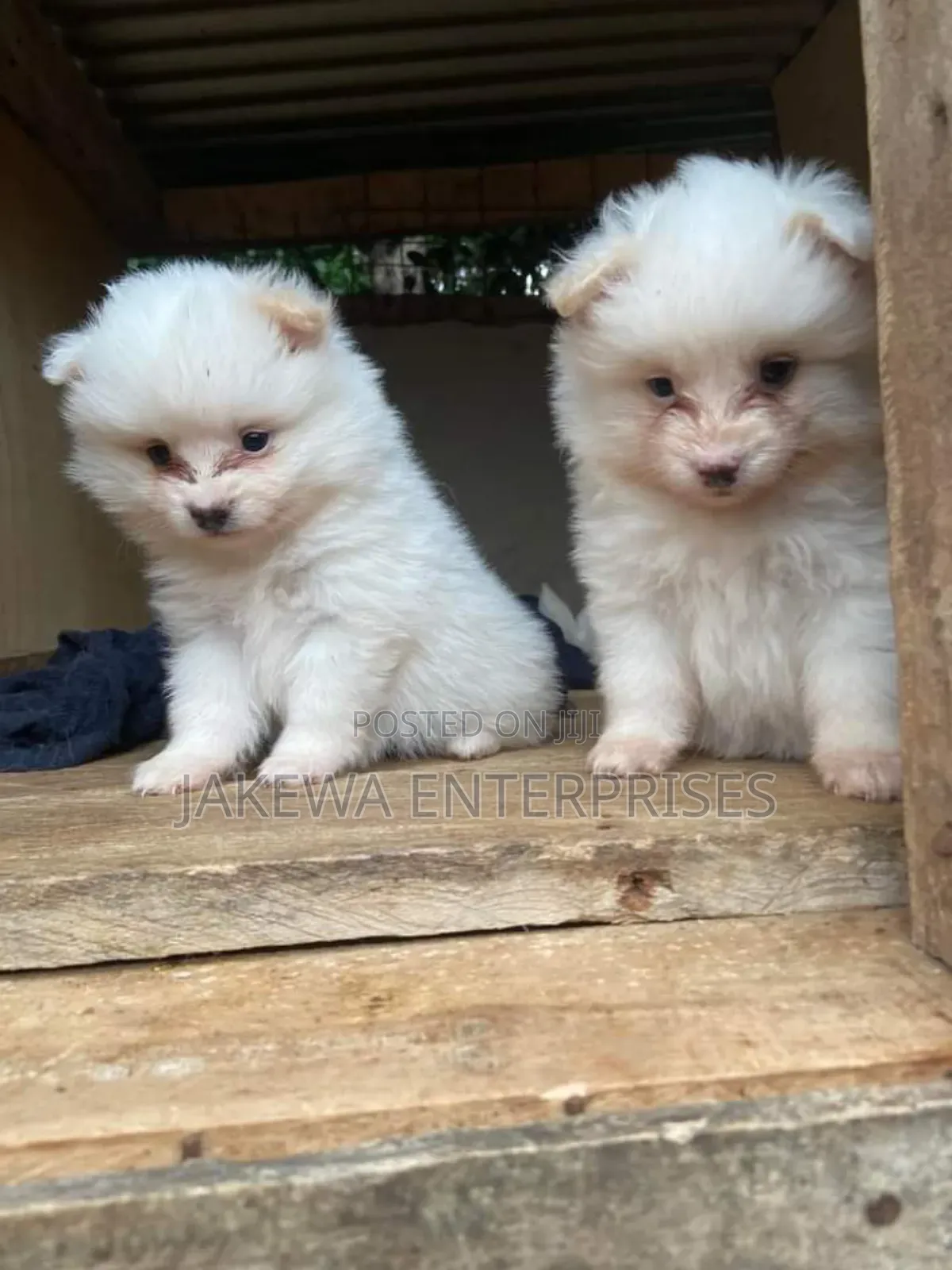 1-3 months Female Purebred Maltese