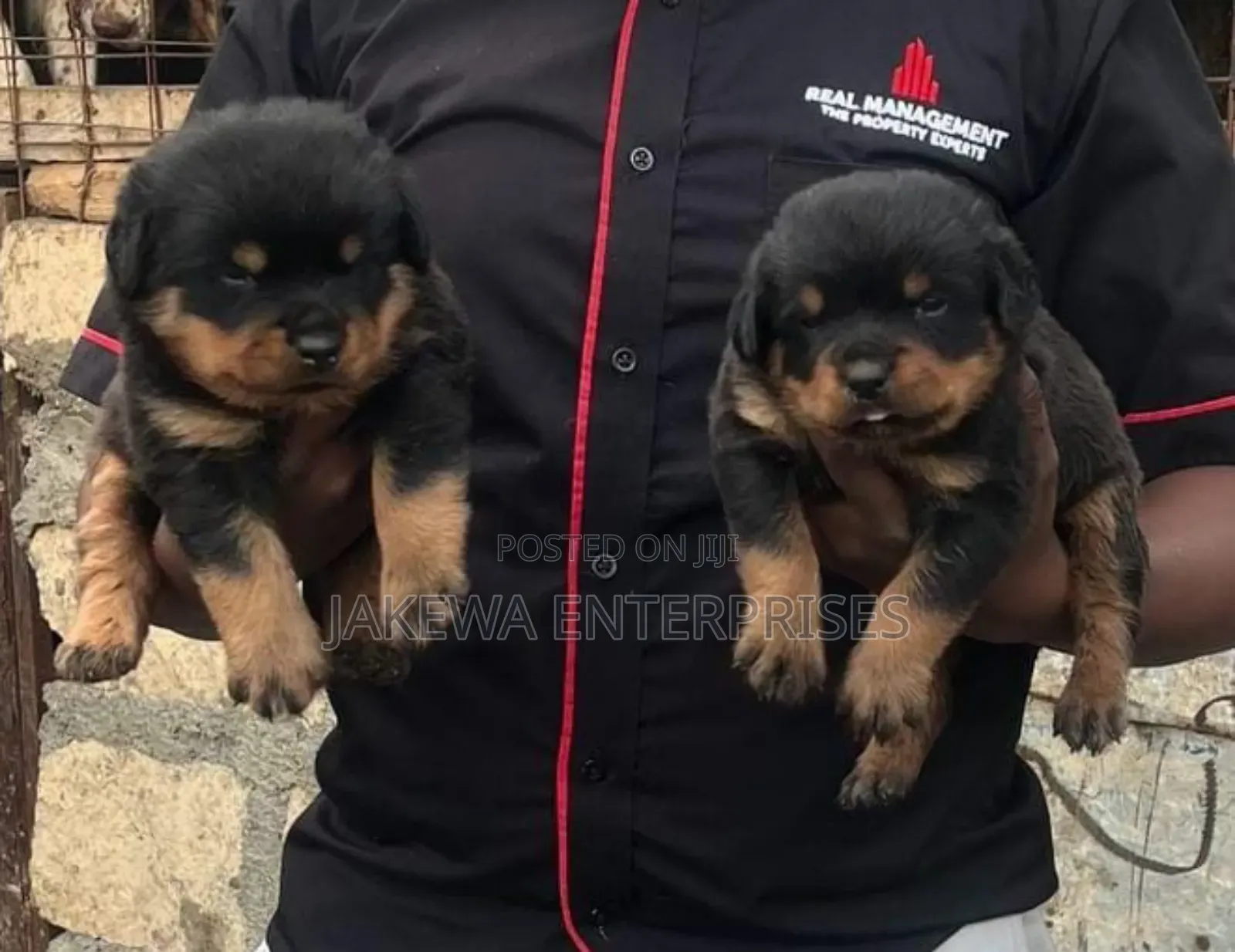 1-3 months Female Purebred Rottweiler