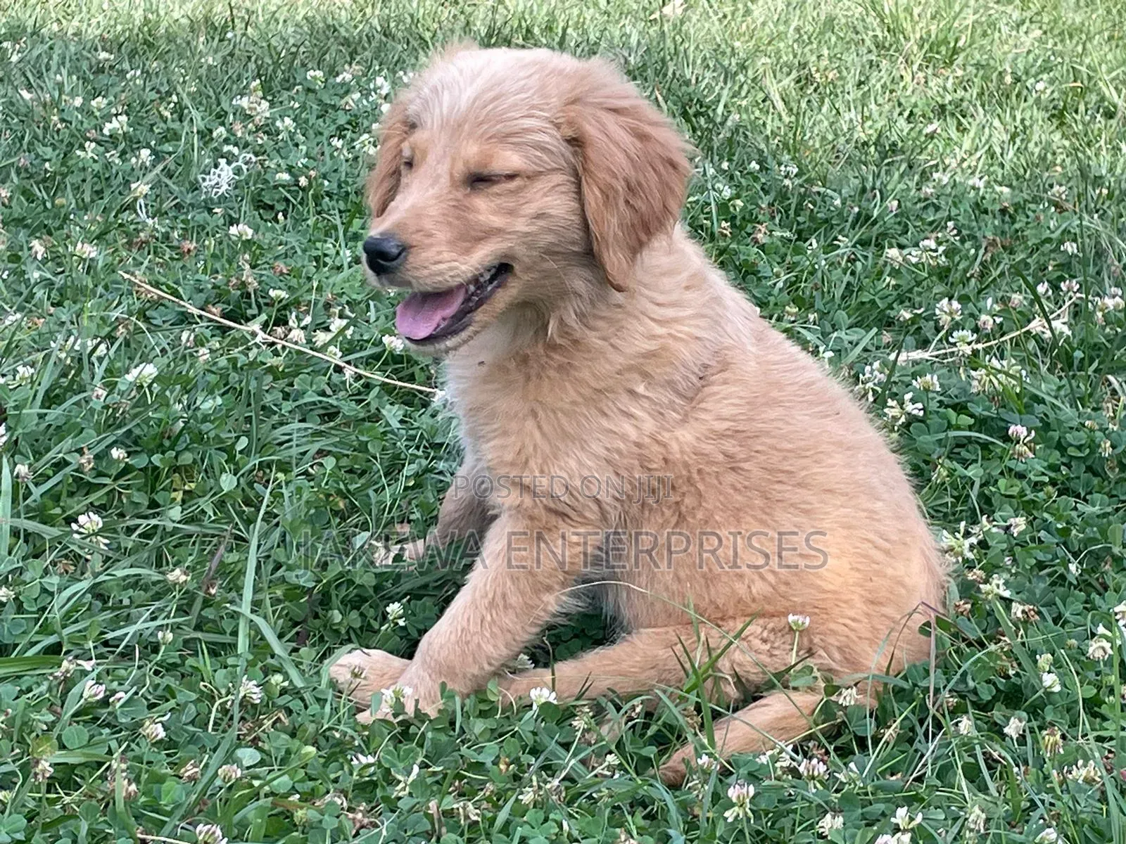 1-3 months Female Purebred Golden Retriever