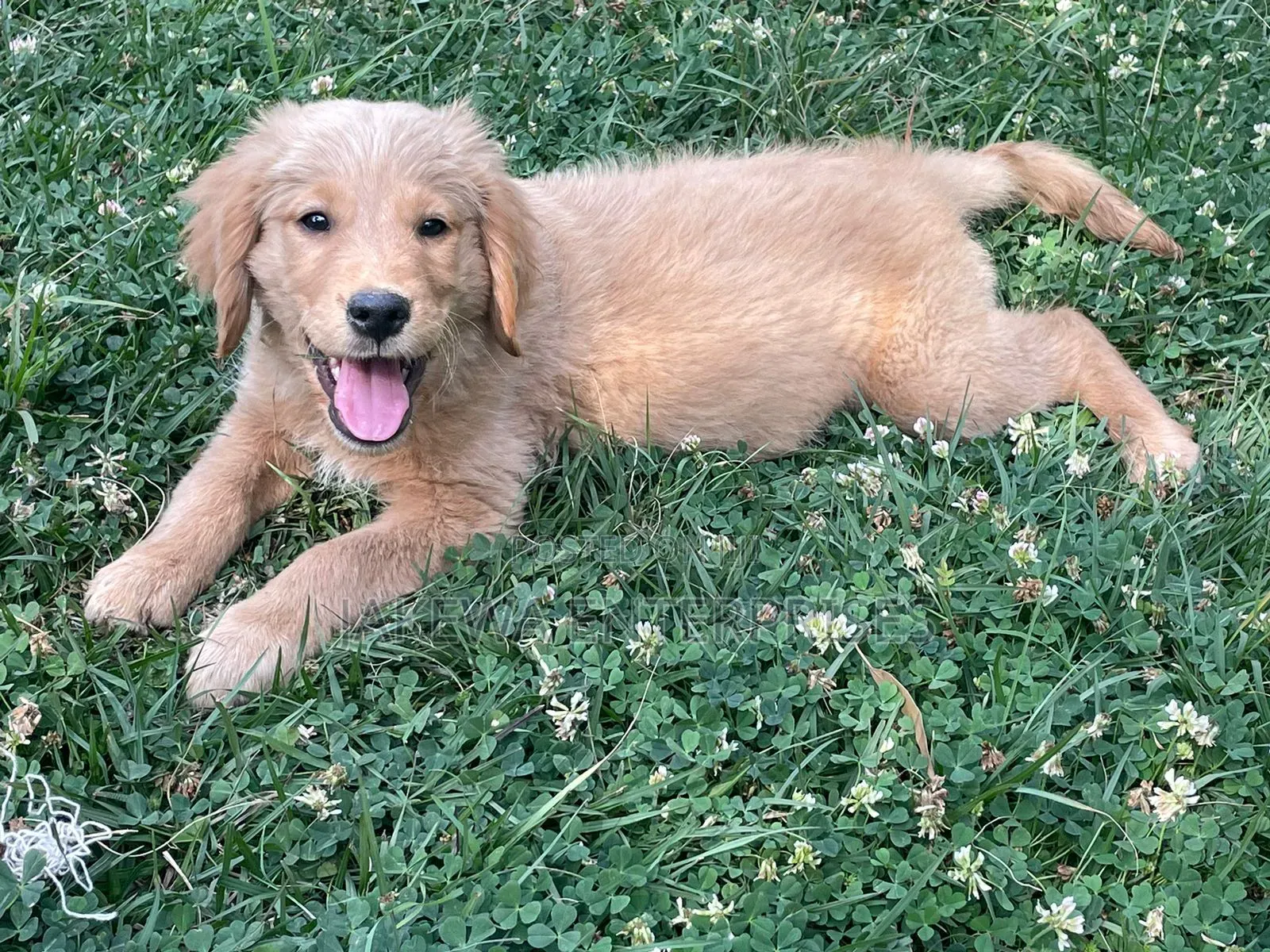 1-3 months Male Purebred Golden Retriever