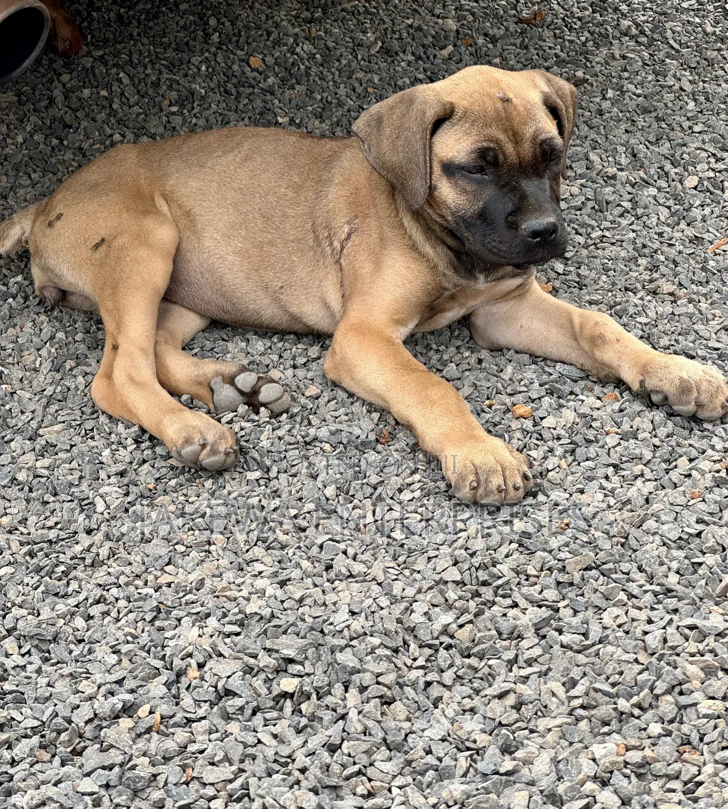 1-3 months Male Purebred Boerboel