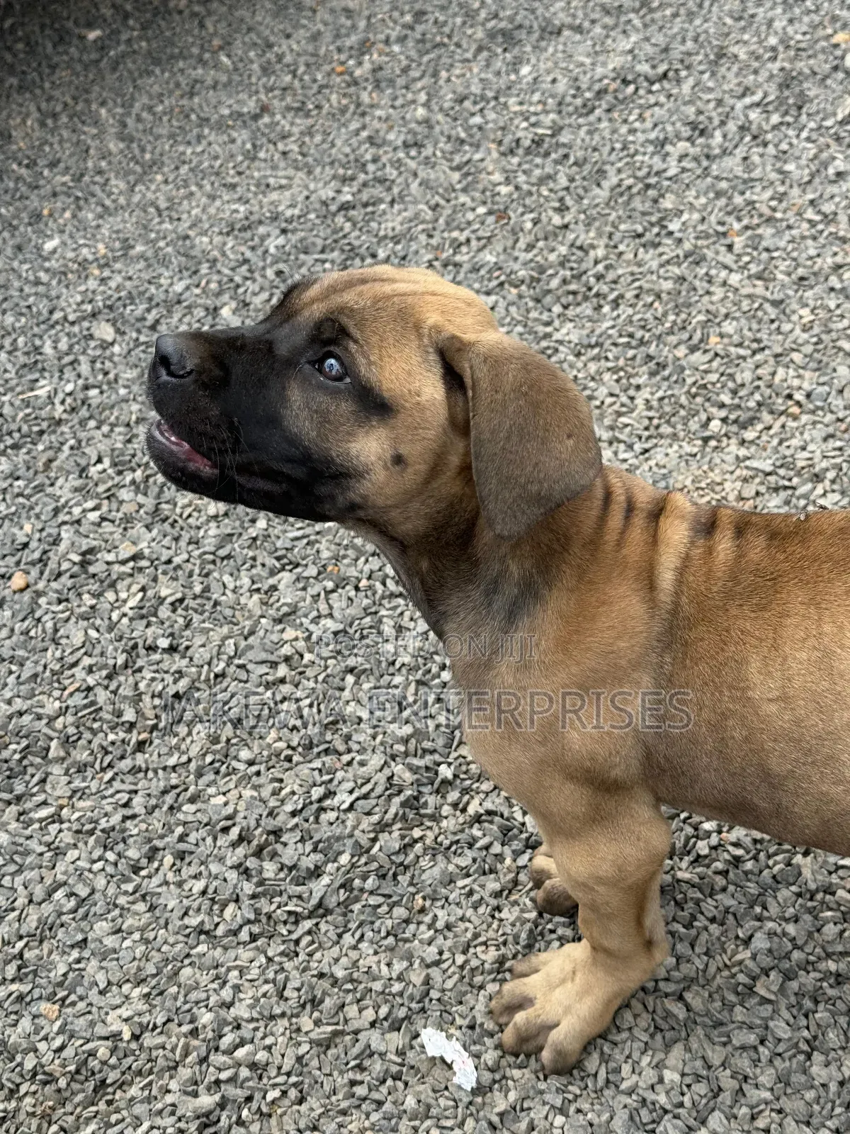 1-3 months Male Purebred Boerboel