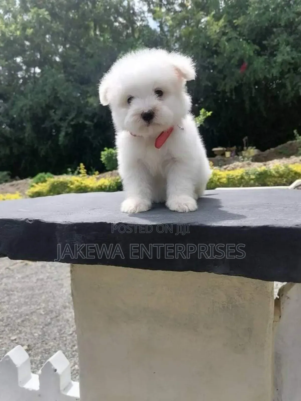 1-3 months Female Purebred Maltese
