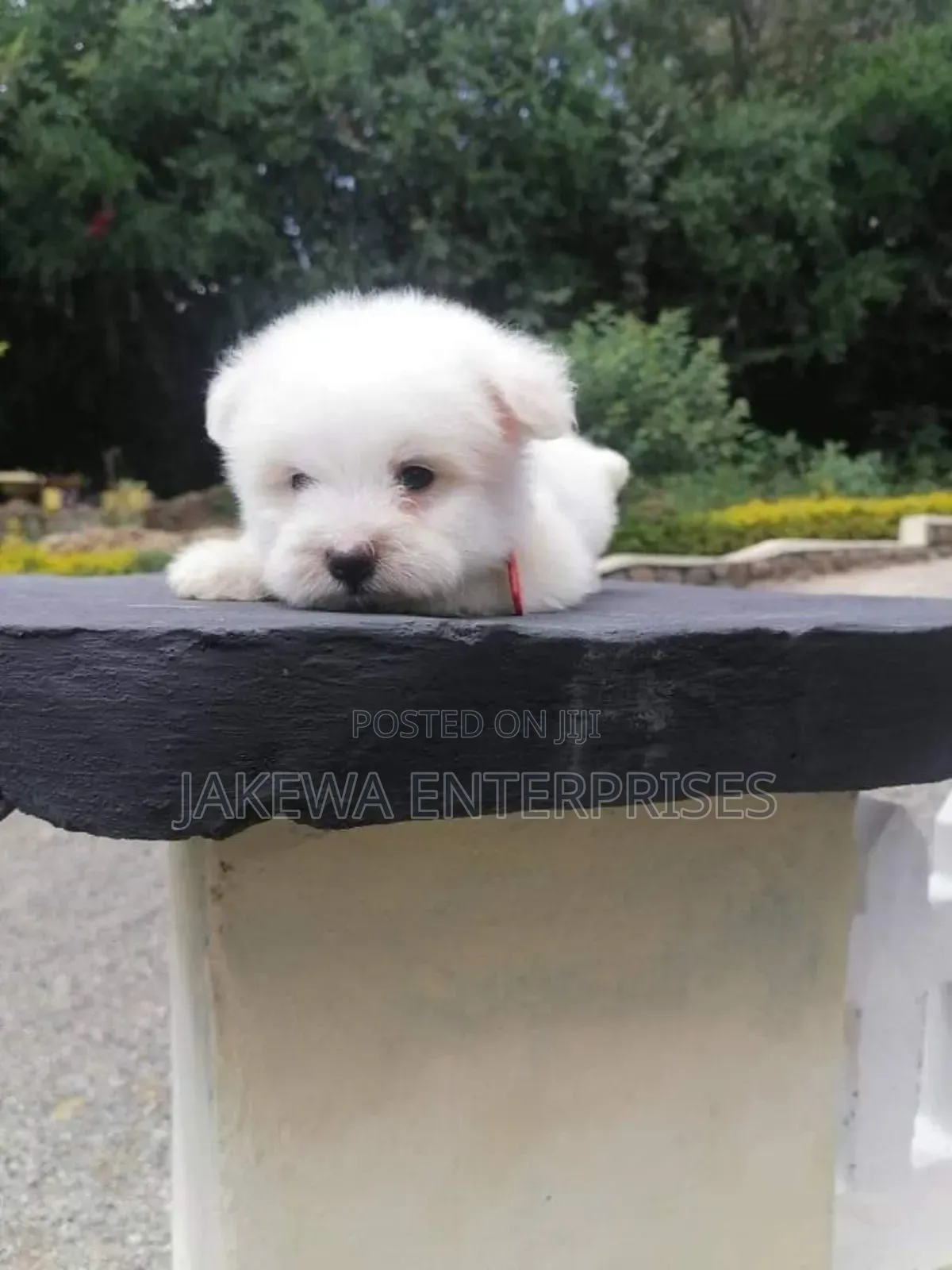 1-3 months Female Purebred Maltese