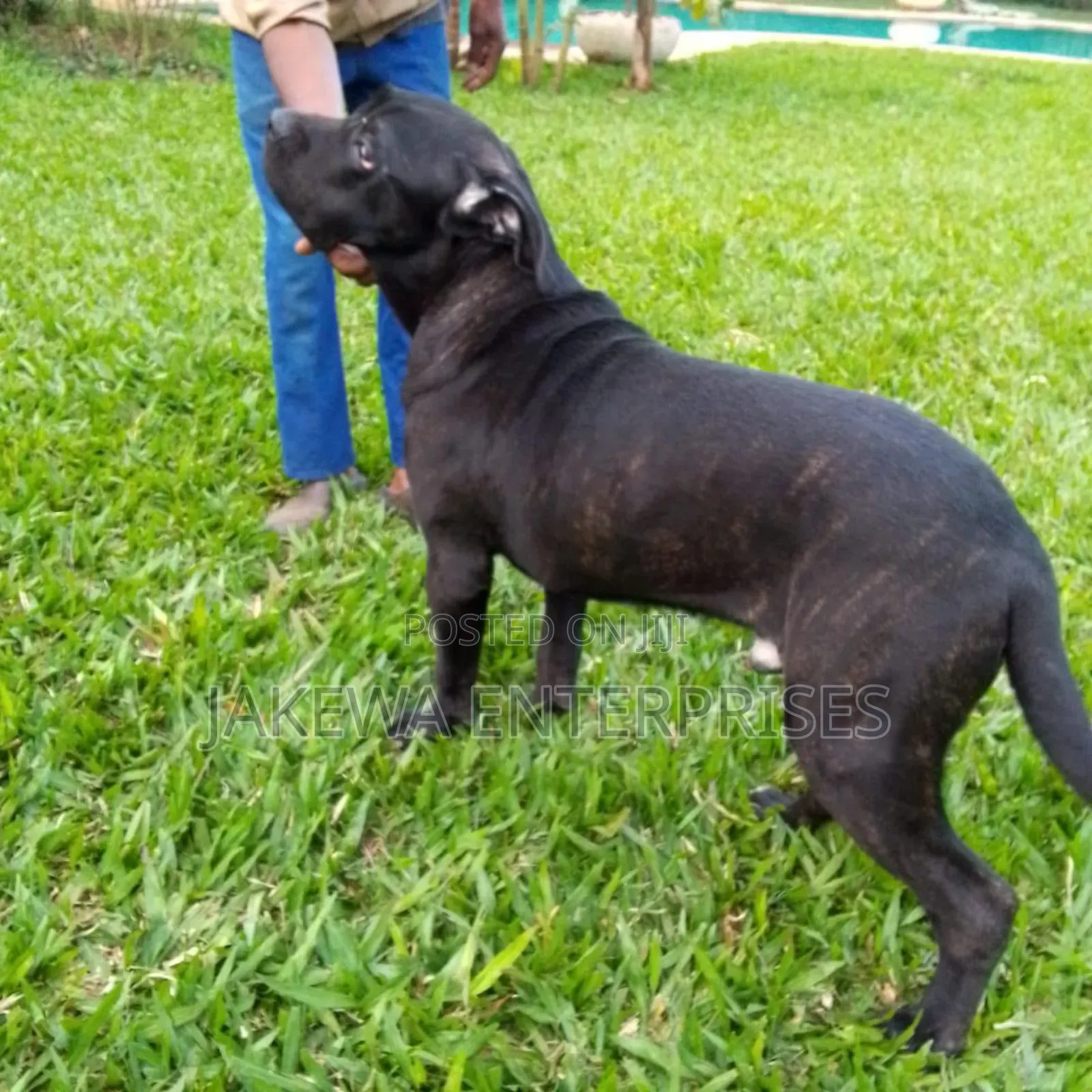 6-12 months Male Purebred Cane Corso