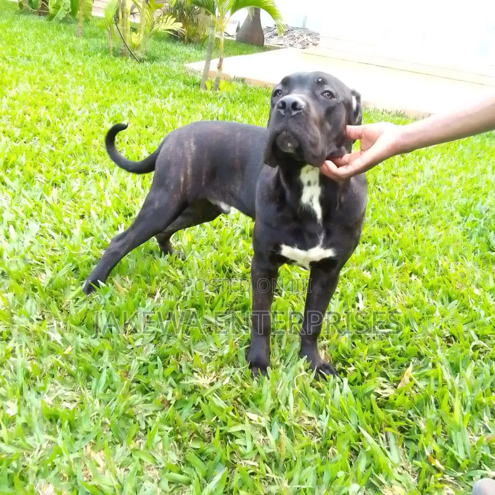 6-12 months Female Purebred Cane Corso
