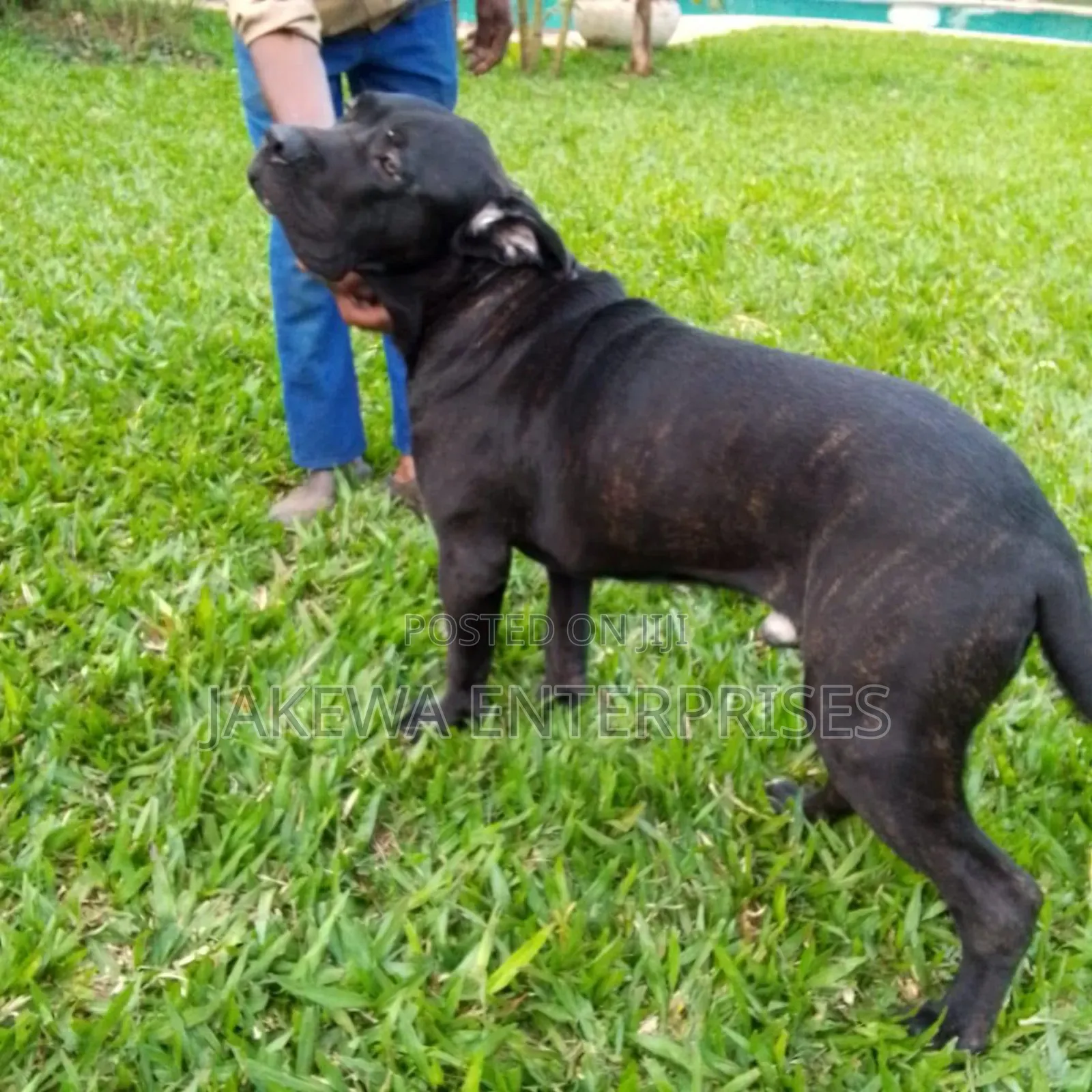 6-12 months Female Purebred Cane Corso