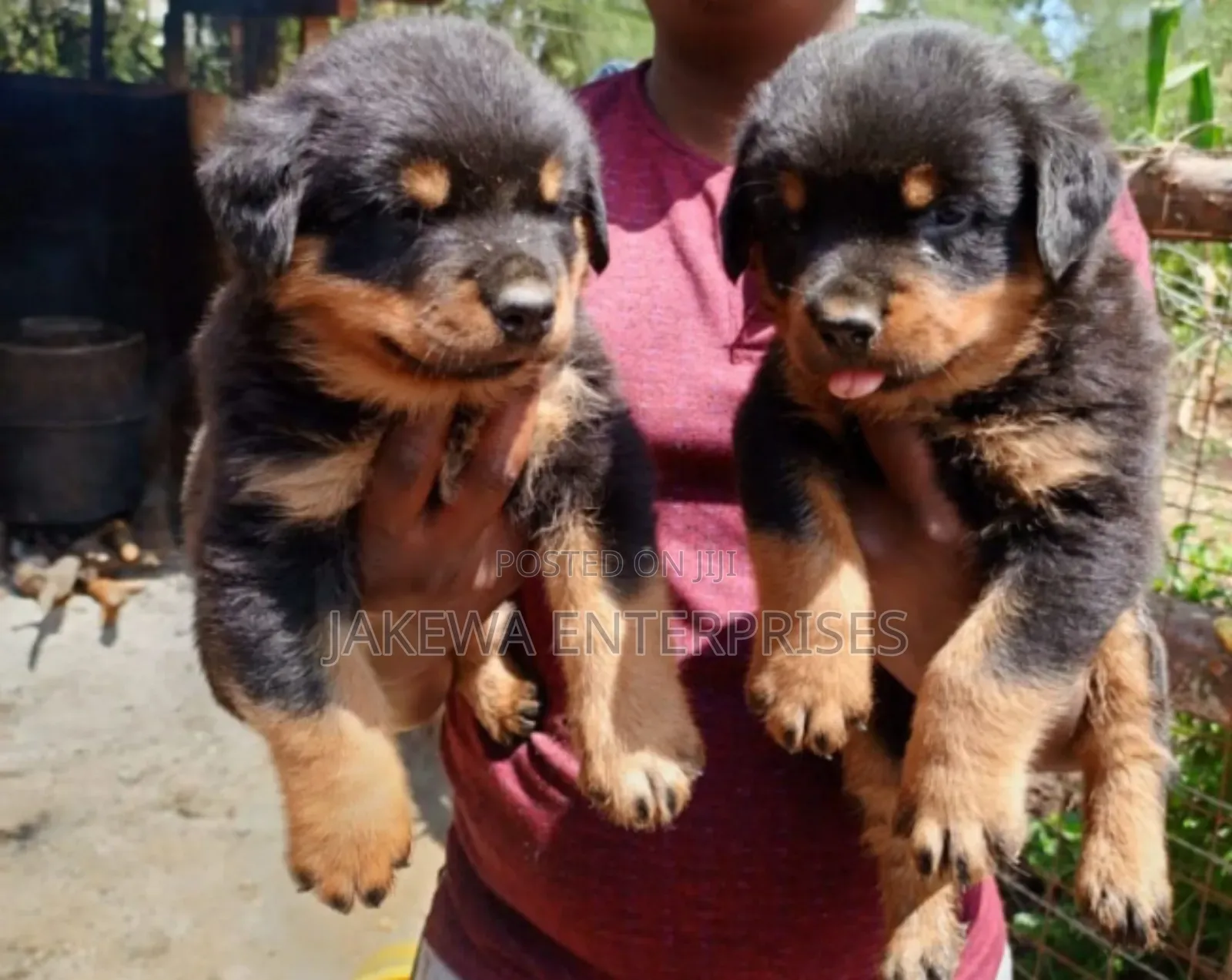 1-3 months Male Purebred Rottweiler