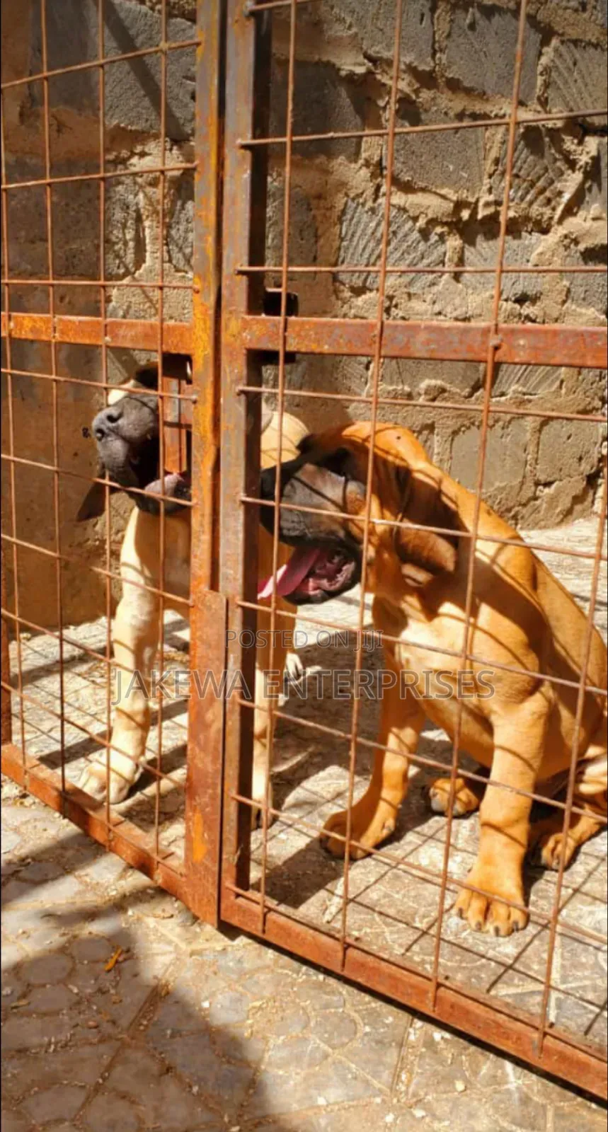 1-3 months Female Purebred Boerboel