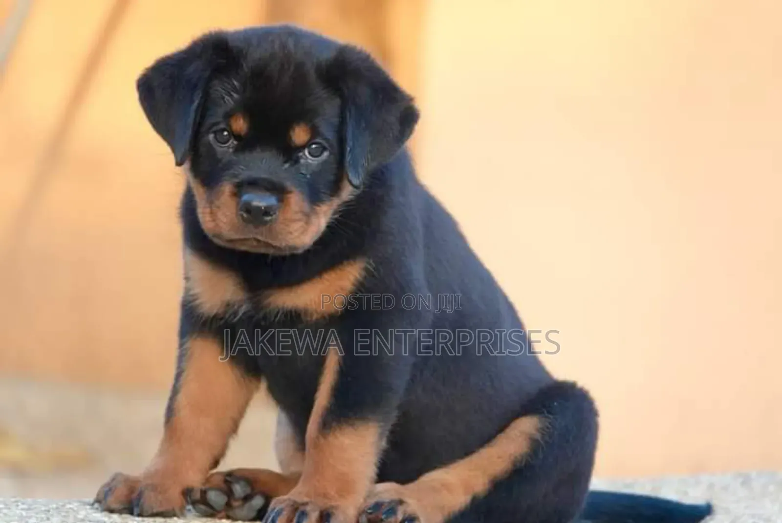 1-3 months Male Purebred Rottweiler