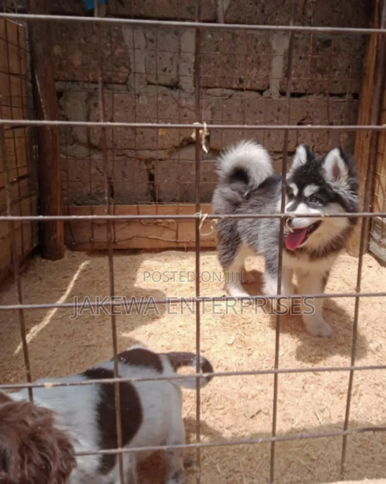 1-3 months Male Purebred Siberian Husky