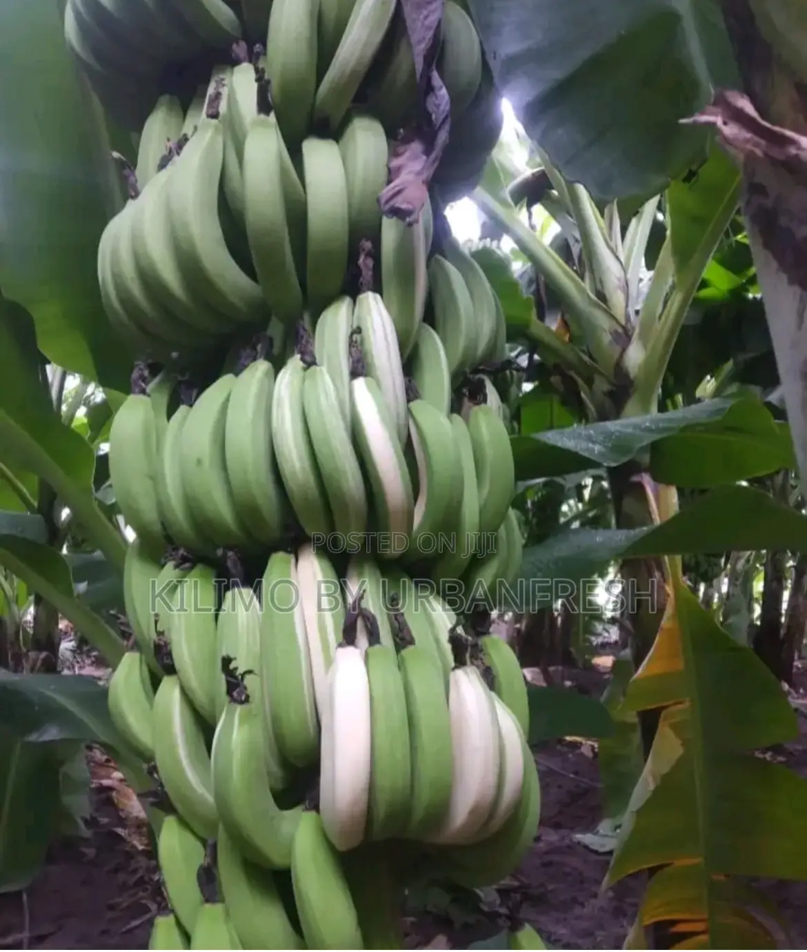 Variegated Banana Ripening Suckers. Moq 5 Suckers.