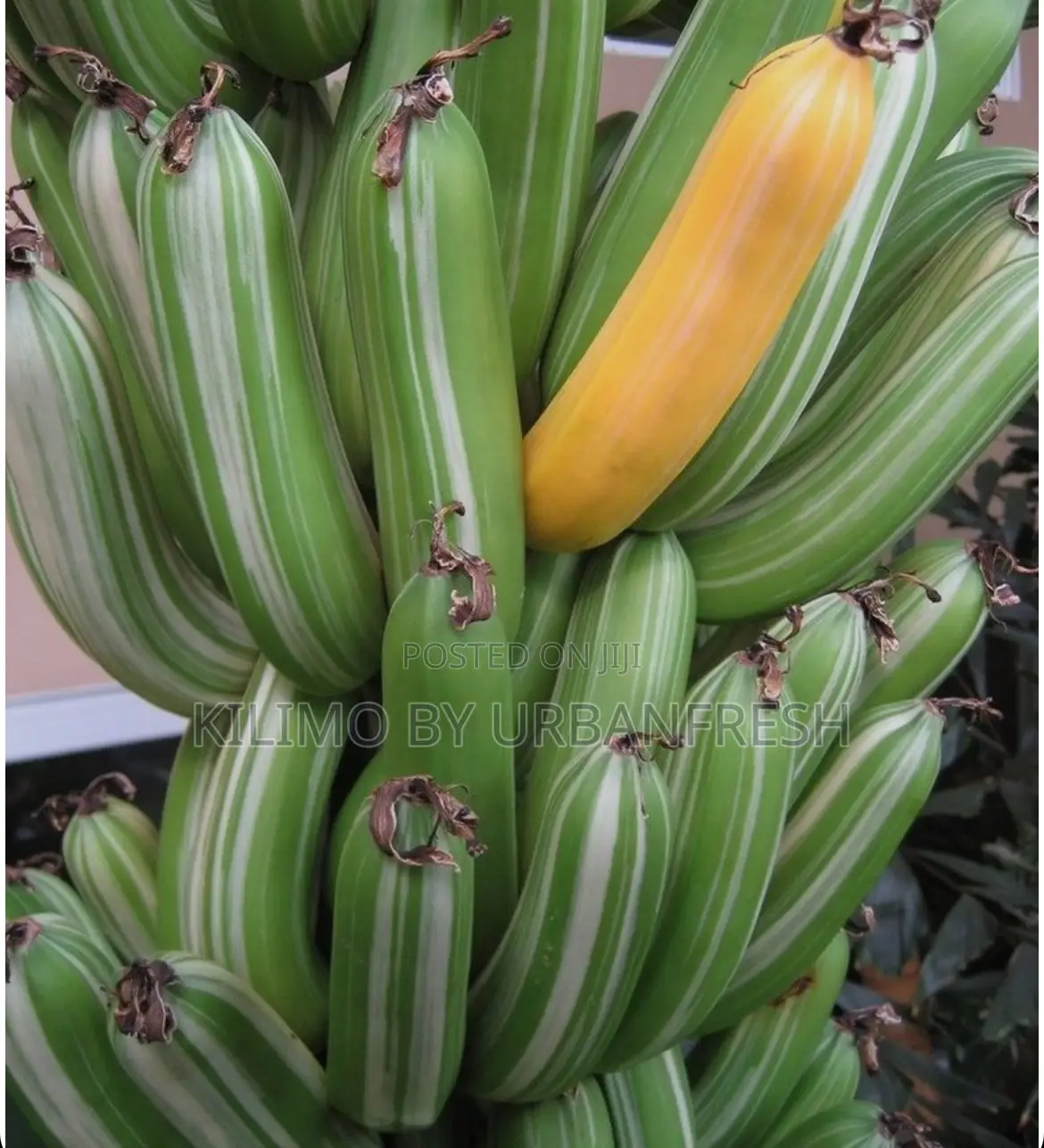 Variegated Banana Ripening Suckers. Moq 5 Suckers.