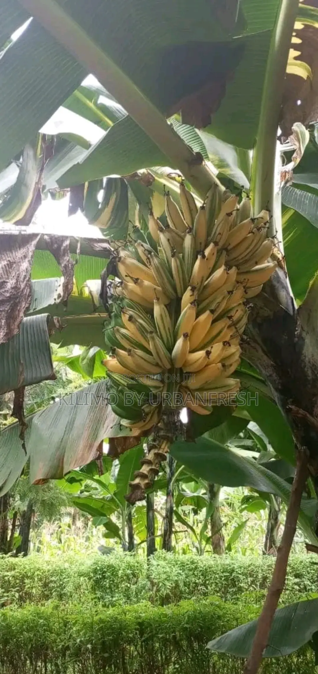 Variegated Banana Ripening Suckers. Moq 5 Suckers.