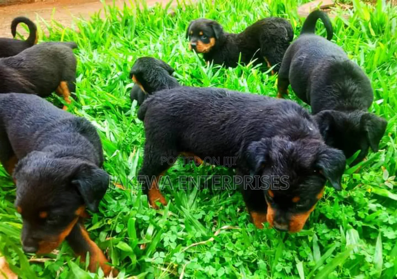 1-3 months Male Purebred Rottweiler