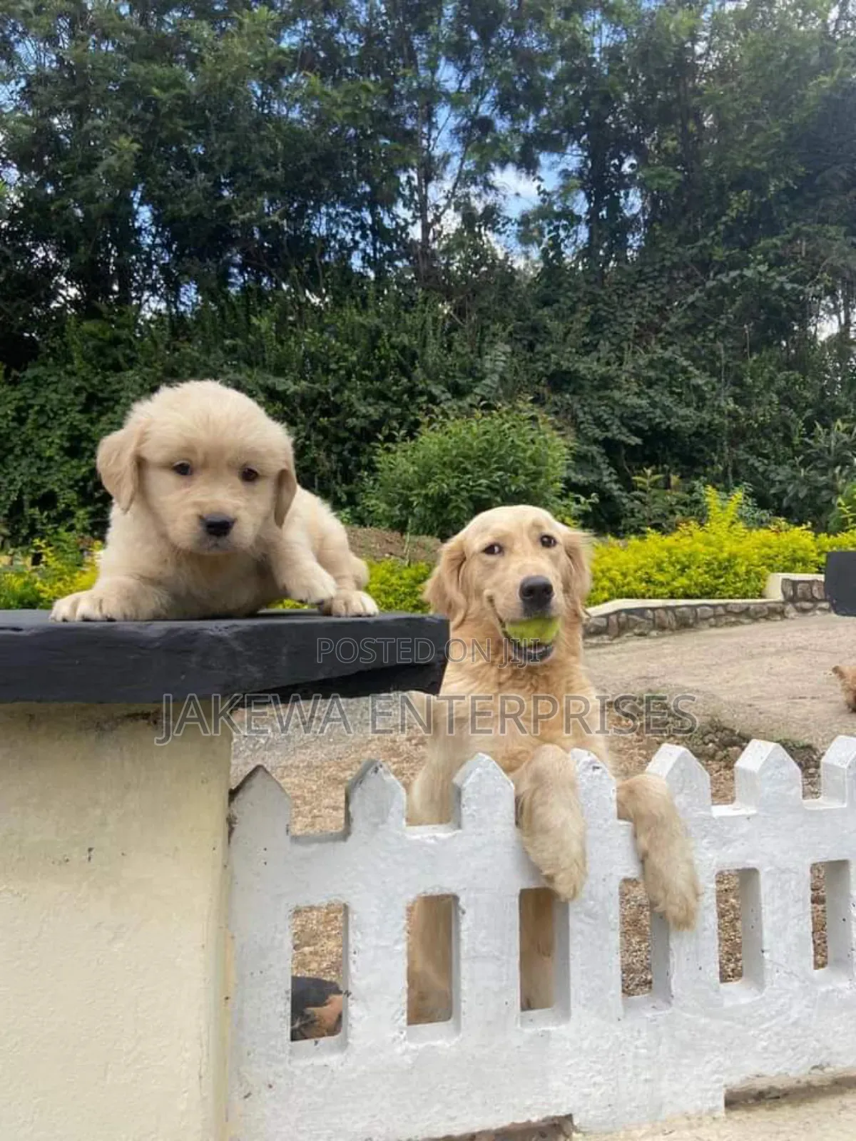 1-3 months Male Purebred Golden Retriever