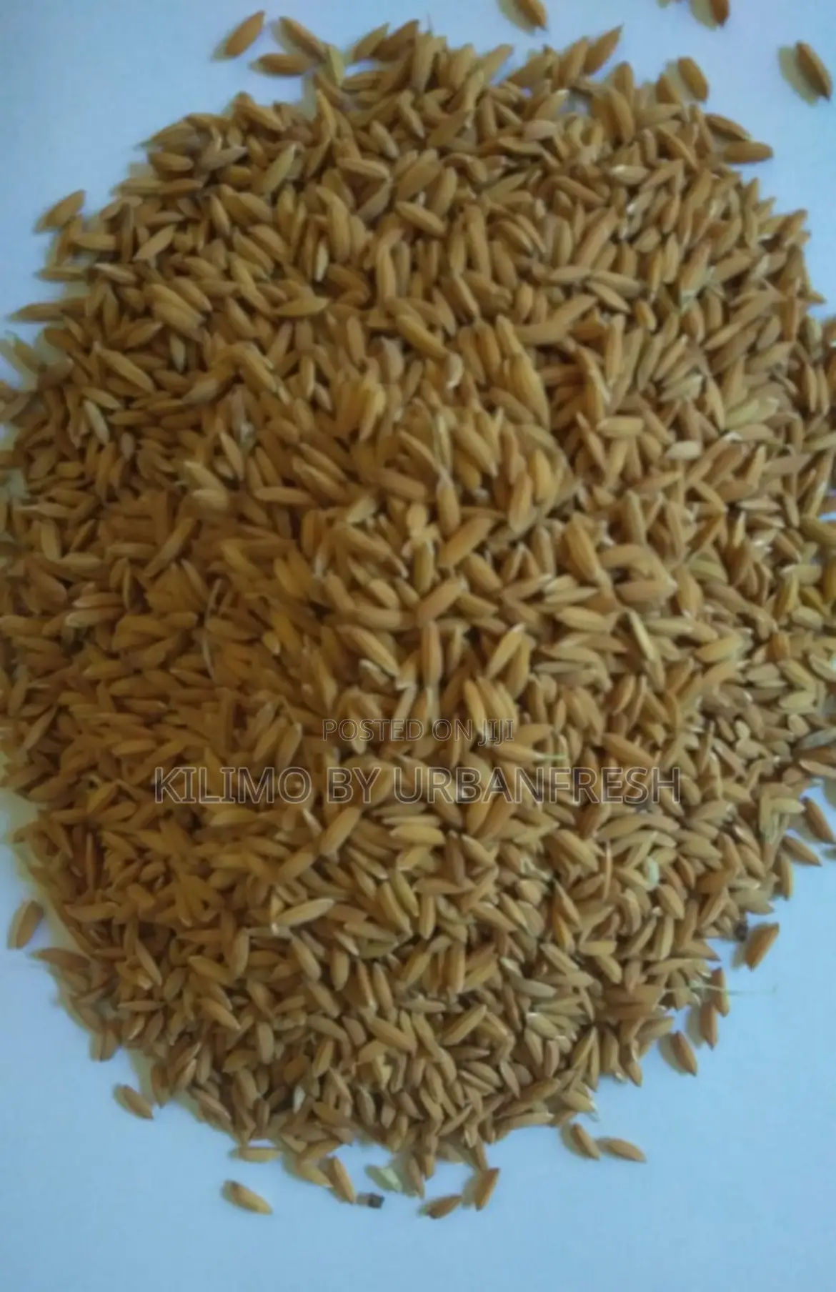 Nerica 1 / 4 / 10 / 11. Rice Seeds for Planting 10 Kgs.