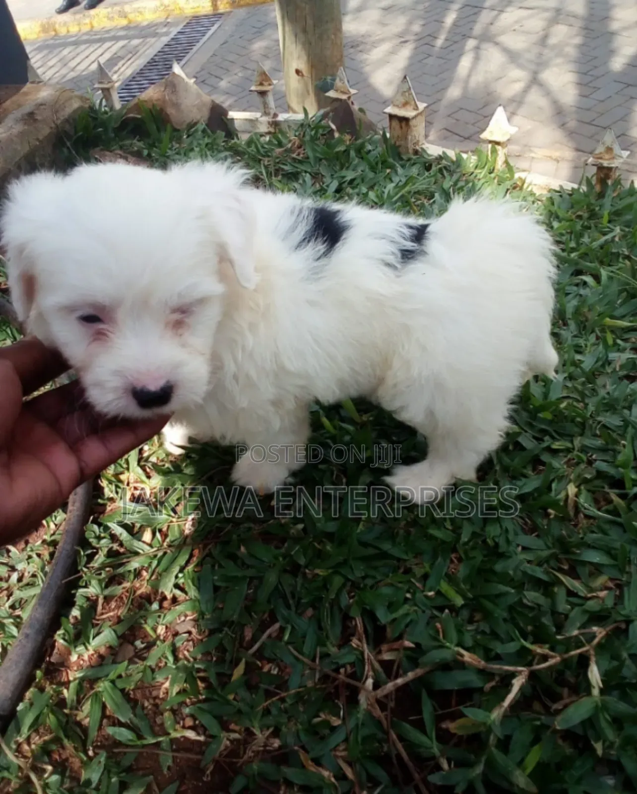 1-3 months Male Purebred Havanese