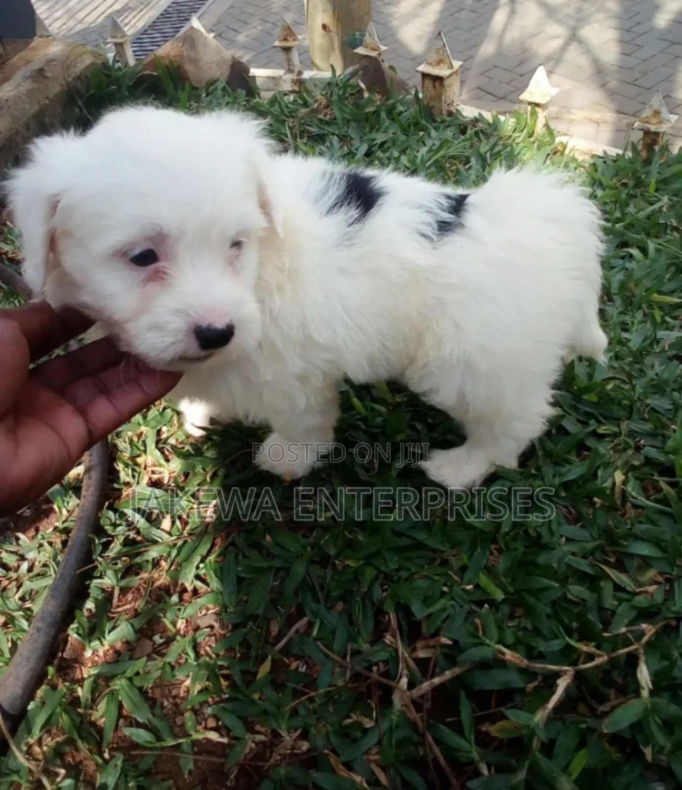 1-3 months Male Purebred Havanese