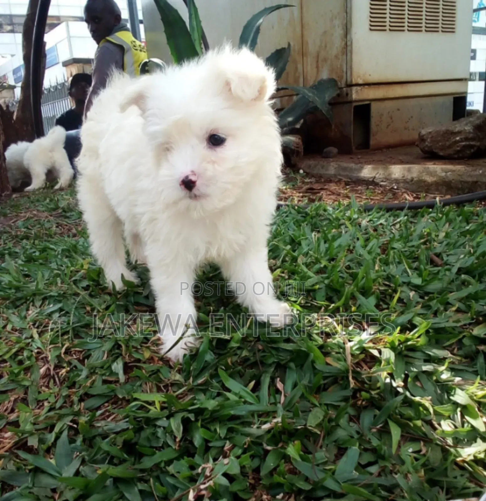 1-3 months Female Purebred Havanese