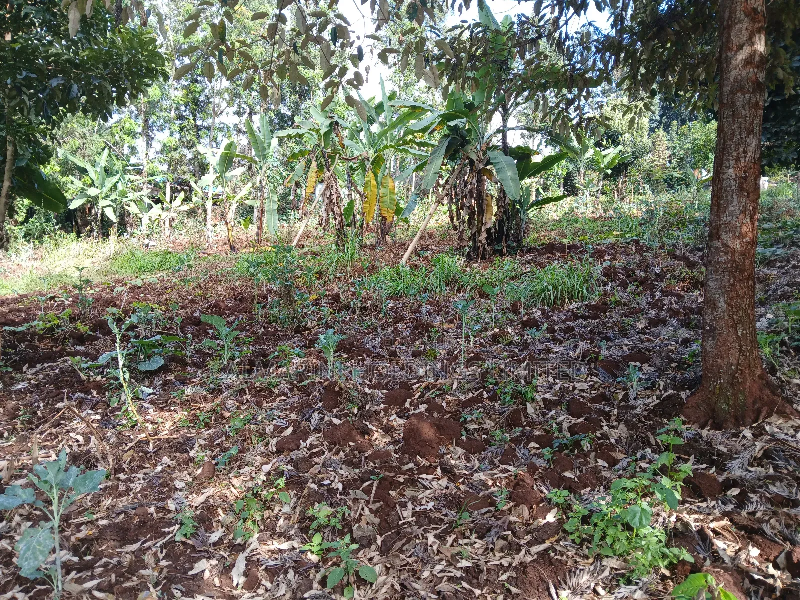 Prime Redsoil Quarter Acre Plot in Kahara, Ngong