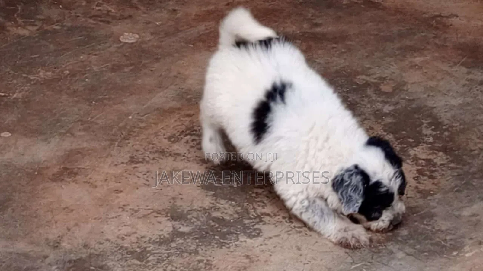 1-3 months Male Purebred Havanese