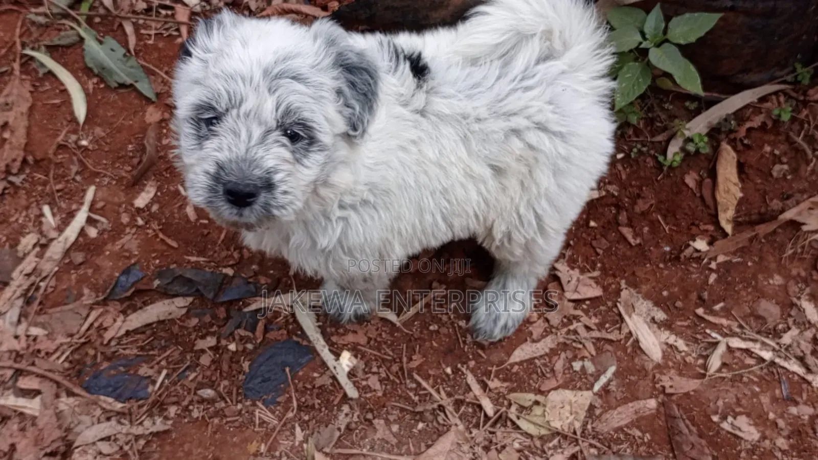 1-3 months Male Purebred Havanese