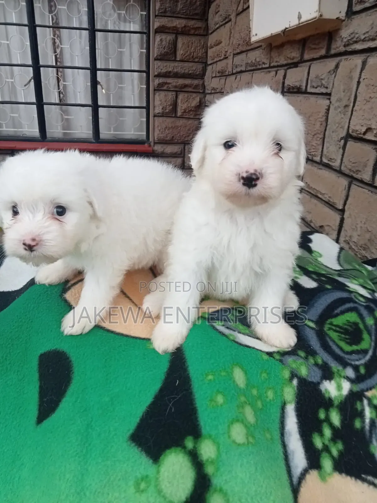 1-3 months Male Purebred Havanese