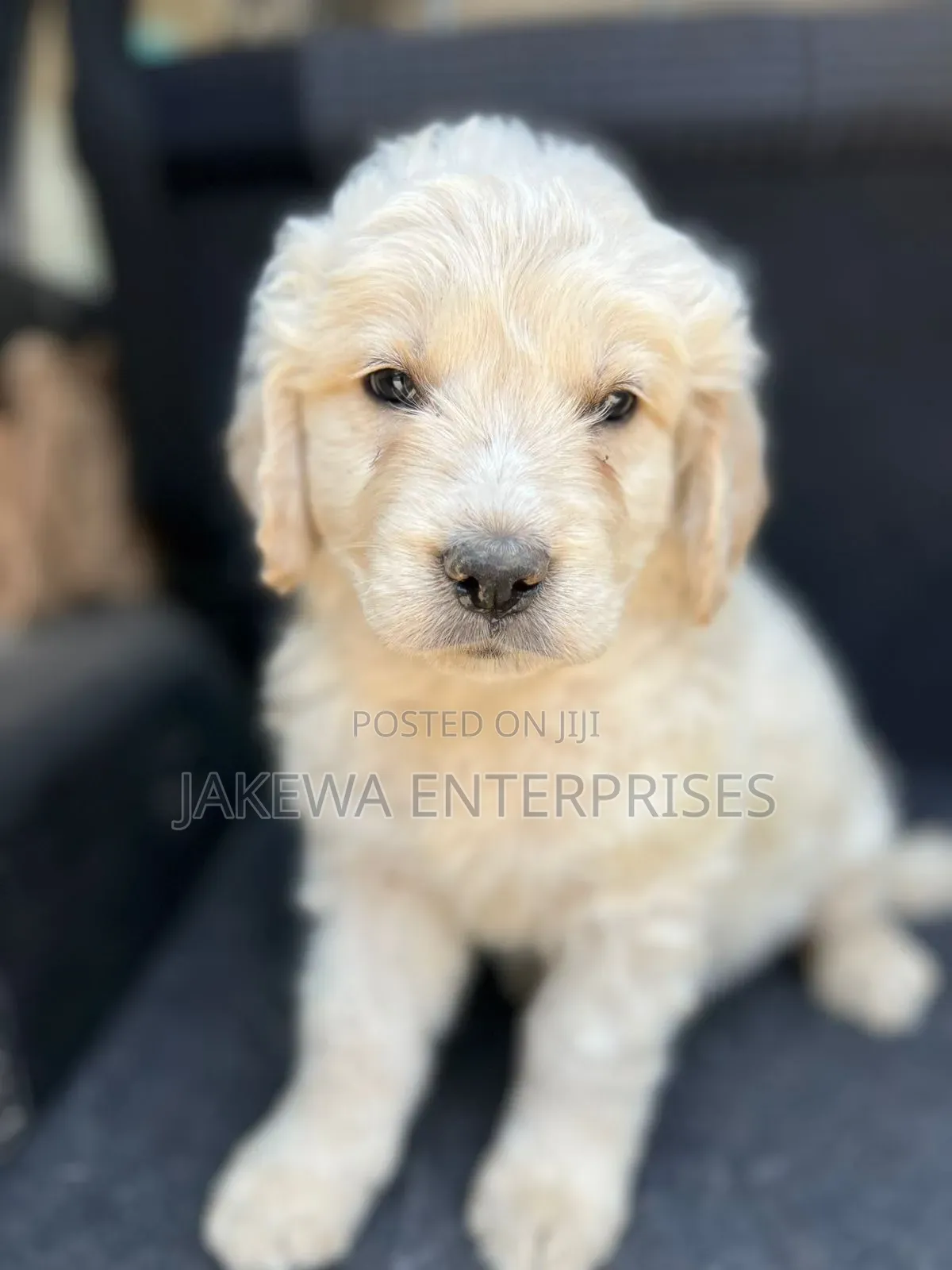 1-3 months Male Purebred Golden Retriever